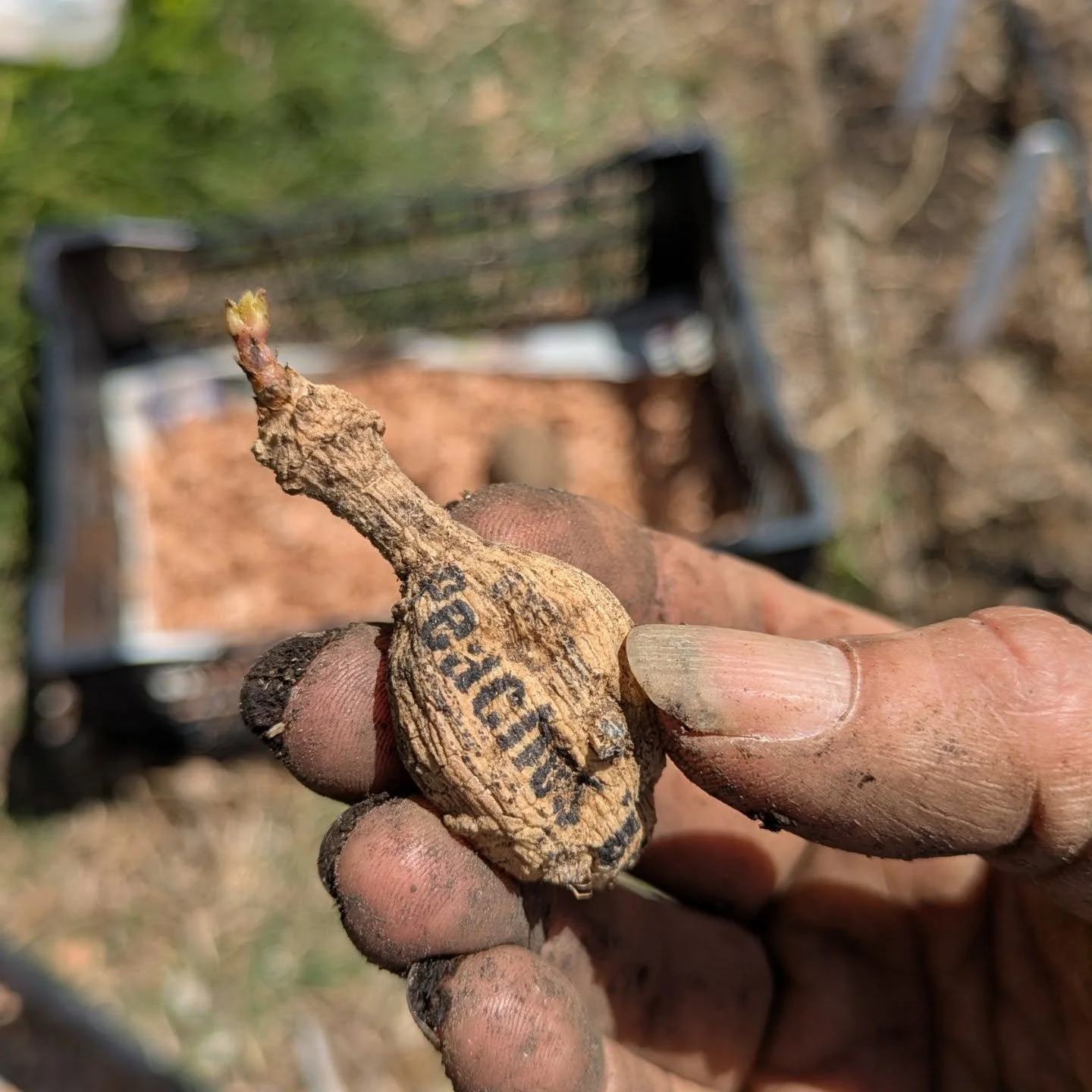 New announcement alert! Read on. The promise of what's to come! Look at this dynamo little Peaches 'n Cream tuber just rearing to go. She is tiny, she is amped, and she is full of promise for the season ahead. Nothing wrong with being little..ask me 