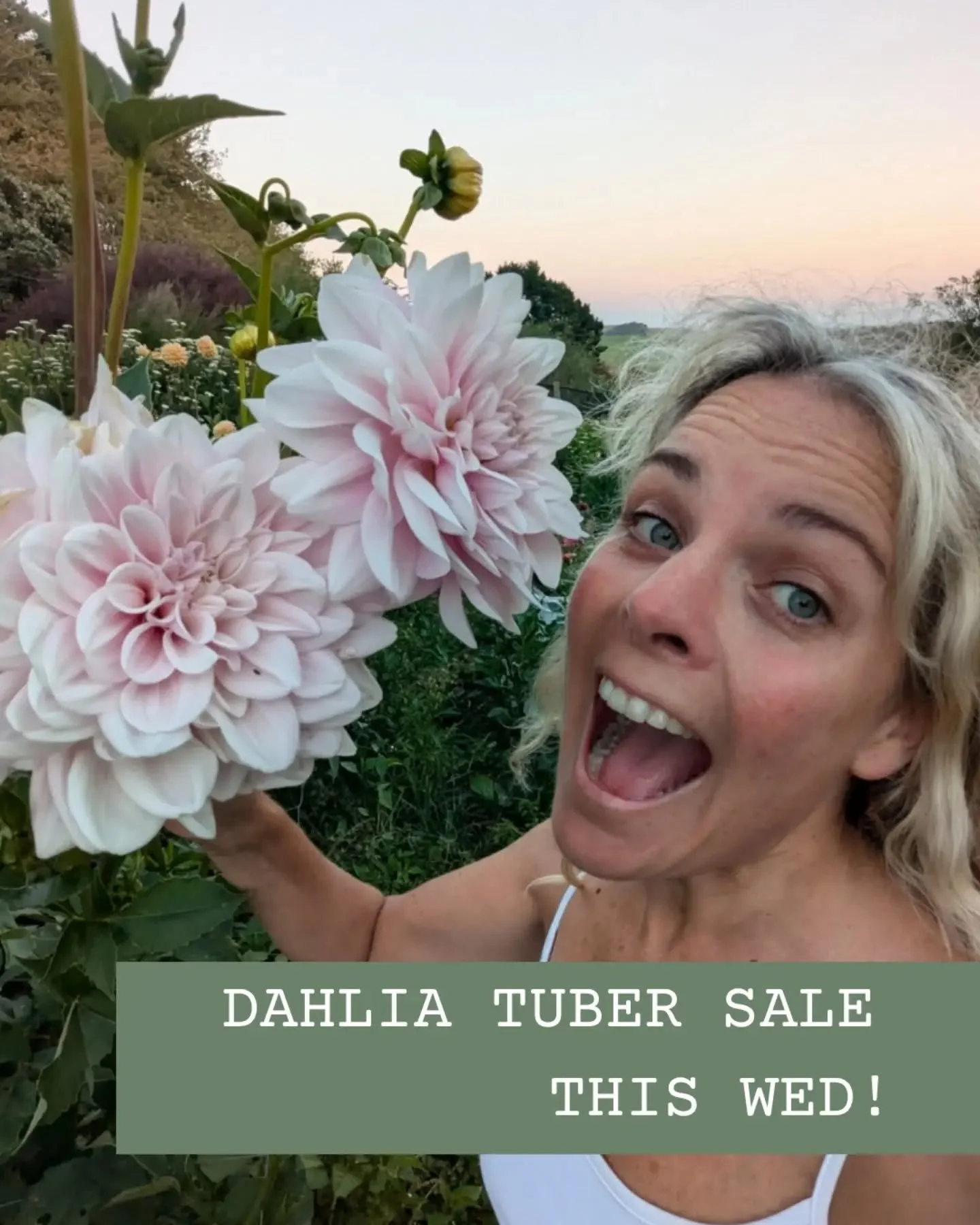 Whoomp there it is! The BIG CROP POP DAHLIA TUBER SALE!!!! It's happening THIS WED 27 May at 7.30pm. For those of you that bought 8 or more tubers last year and sent me your "wish list", I will be in contact tomorrow with what I can provide