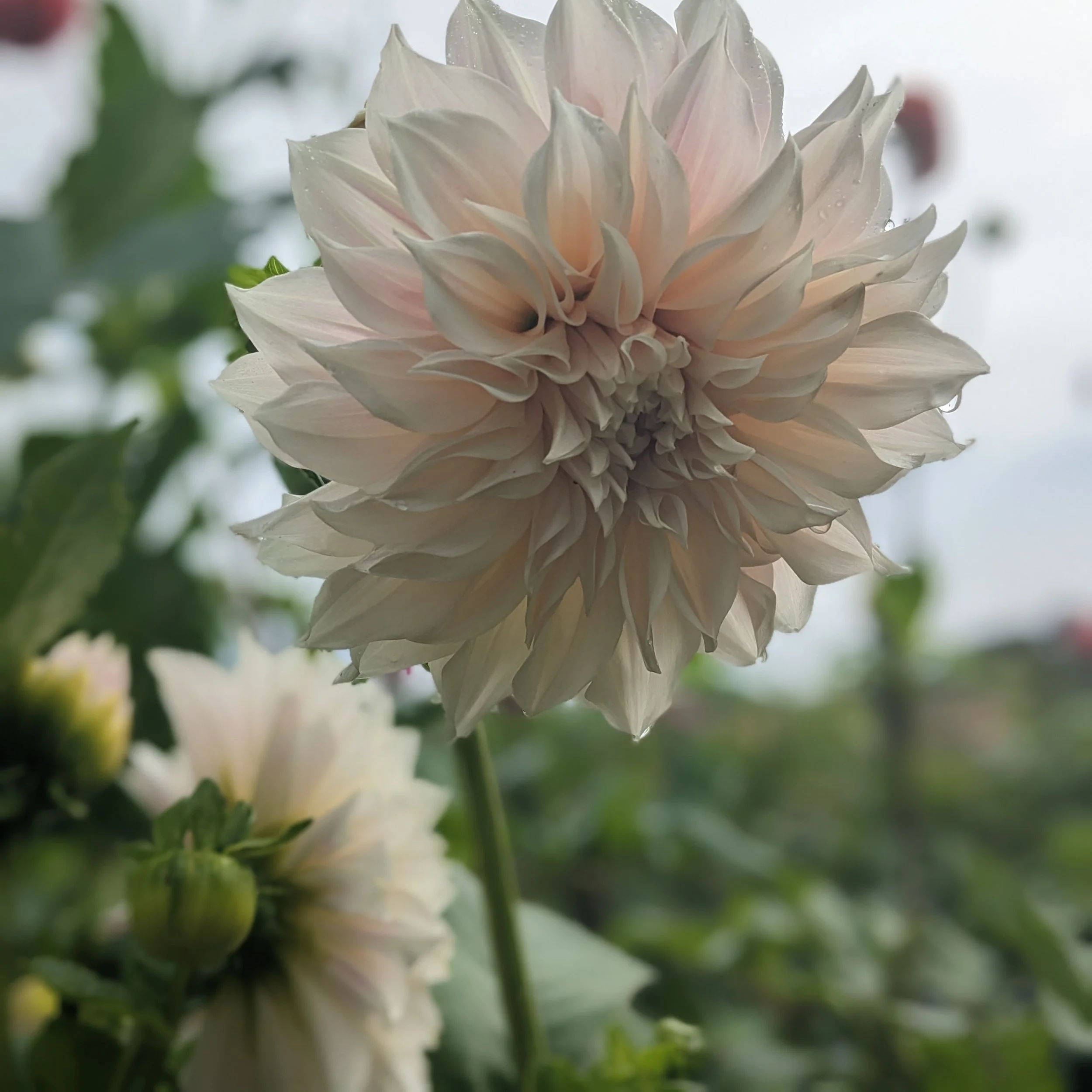 Oh my happy days! Thank you so much to all you wonderful beings out there who supported our family business last night (and this morning!). I am actually in awe, given there is so much choice out there. 🌟

Our CROP POP Dahlia Tuber Presale was our b
