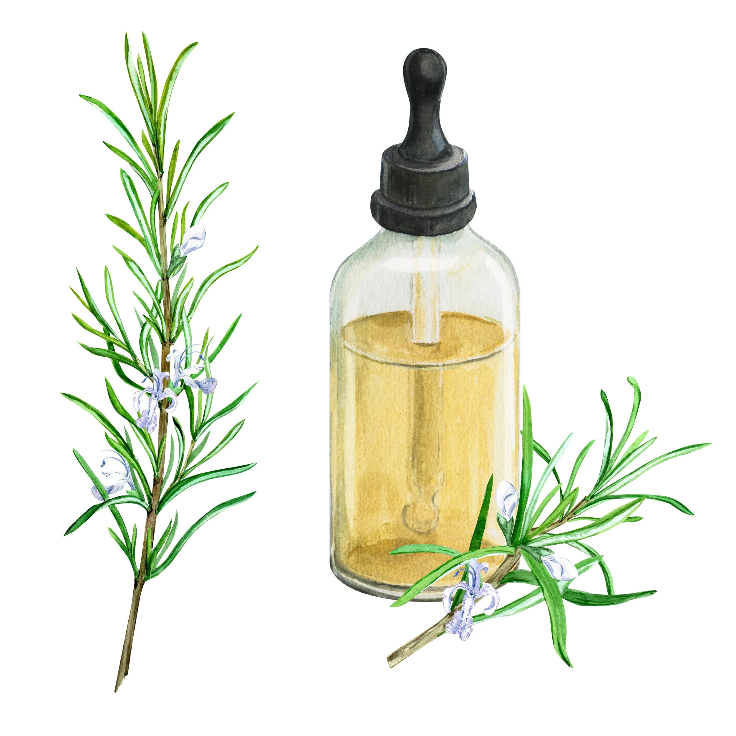 right way to use rosemary oil for your best hair