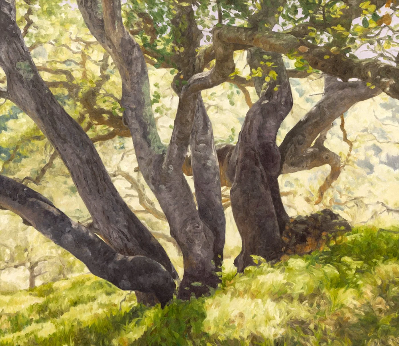 Wilder Live Oaks
