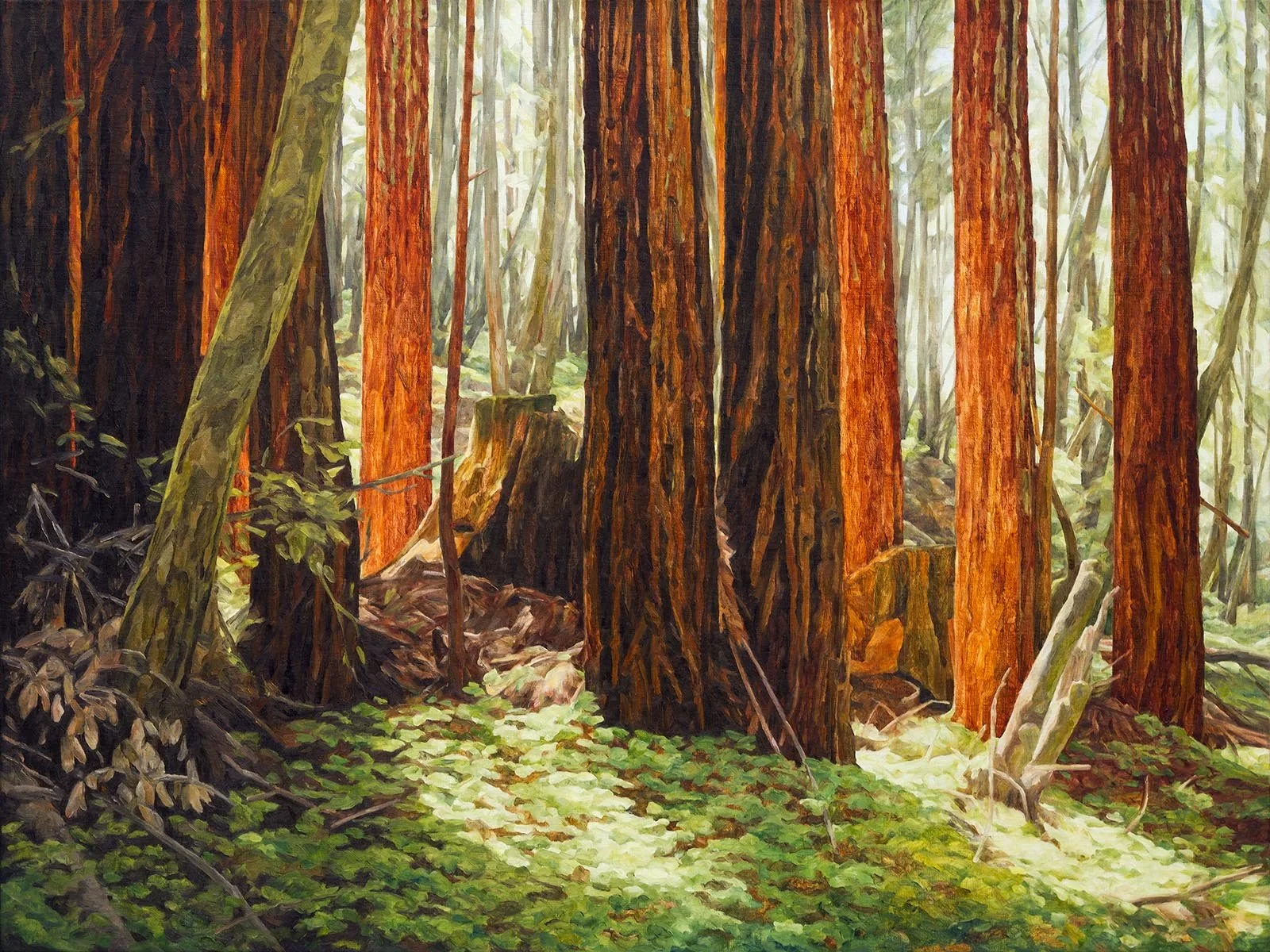 Wilder Redwoods