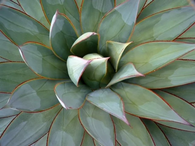agave+med+image+copy.jpeg