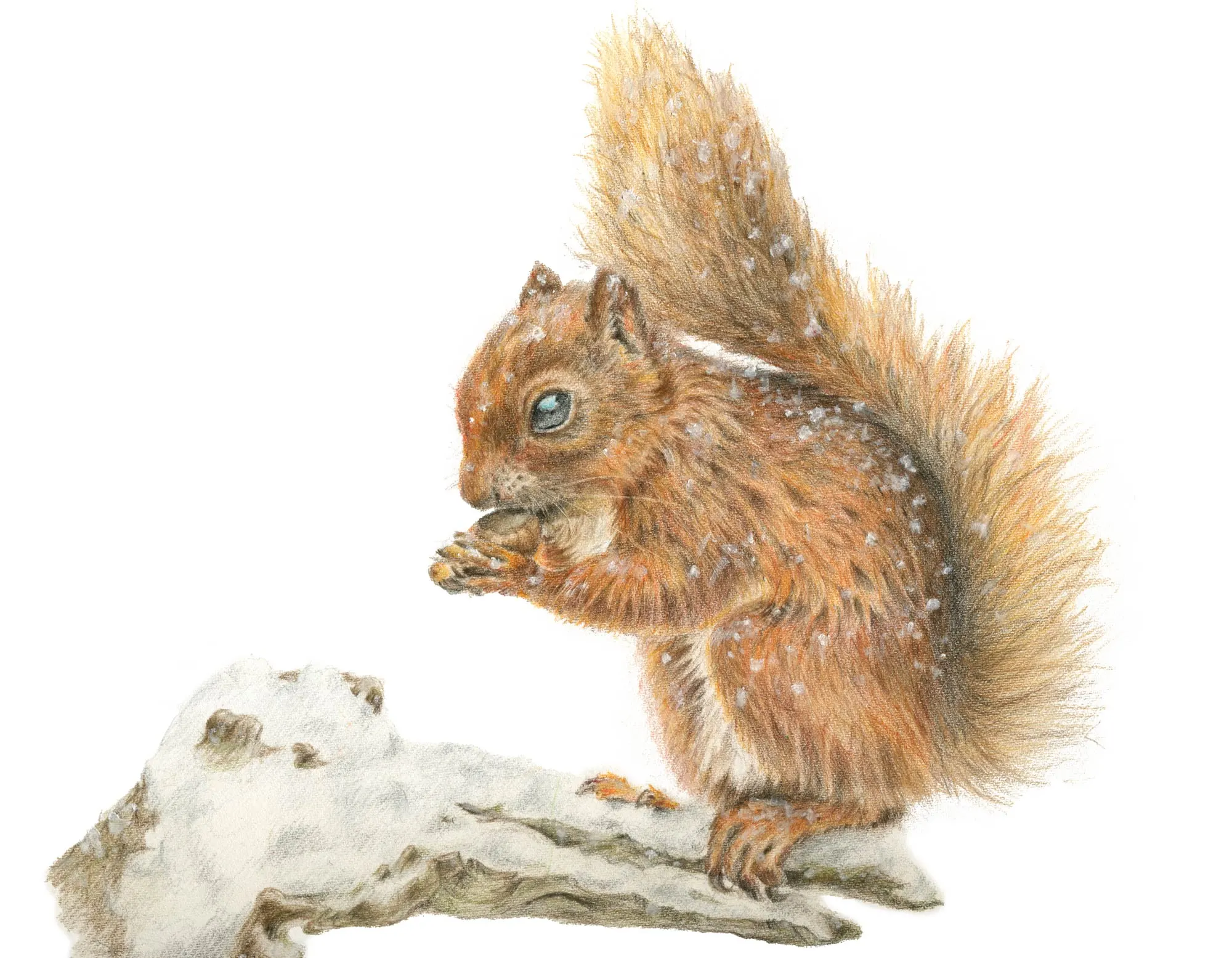 squirrel-with-snow-diane-jones.png