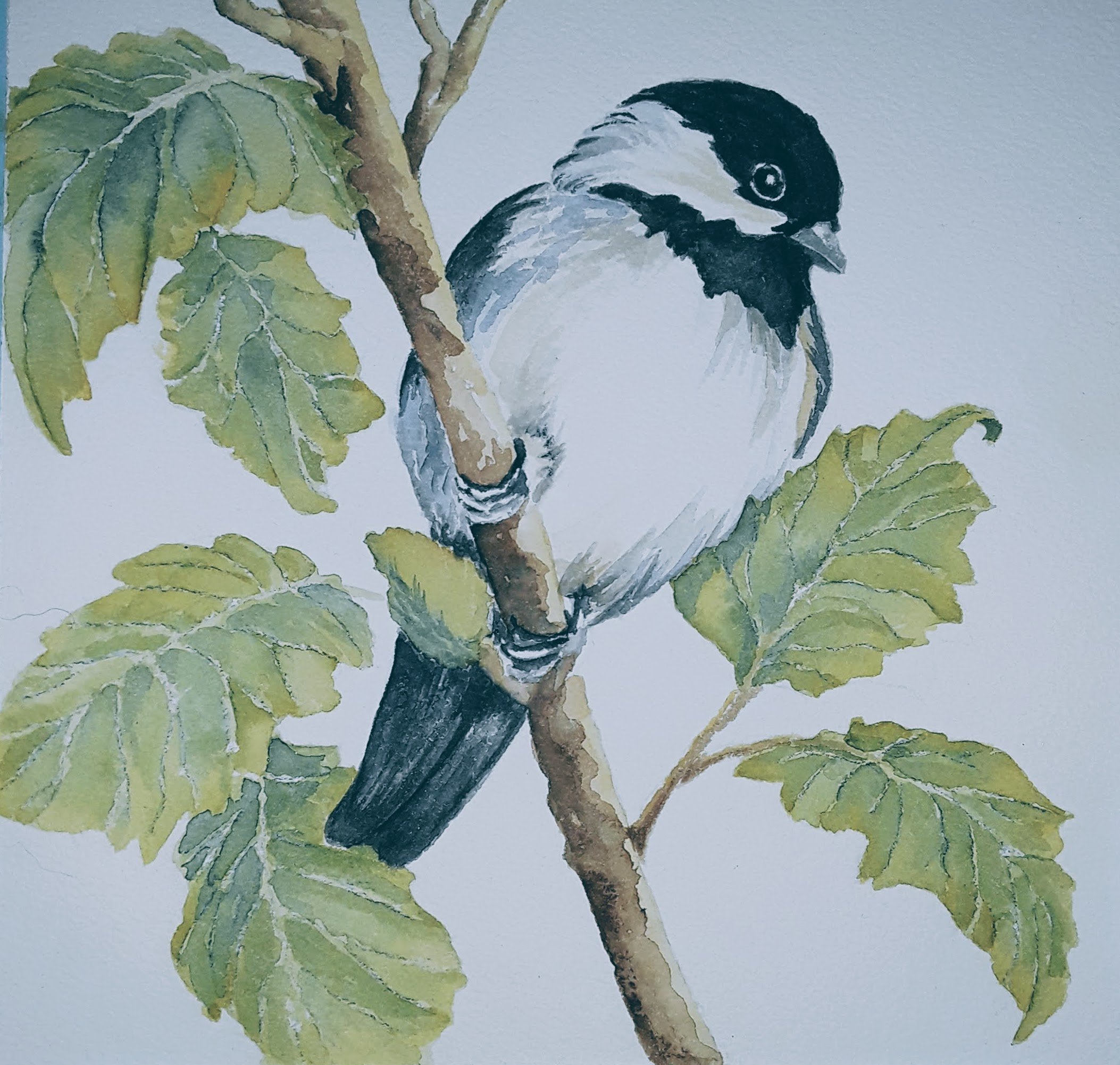 Kathy Kolaski_Little Chickadee.jpg