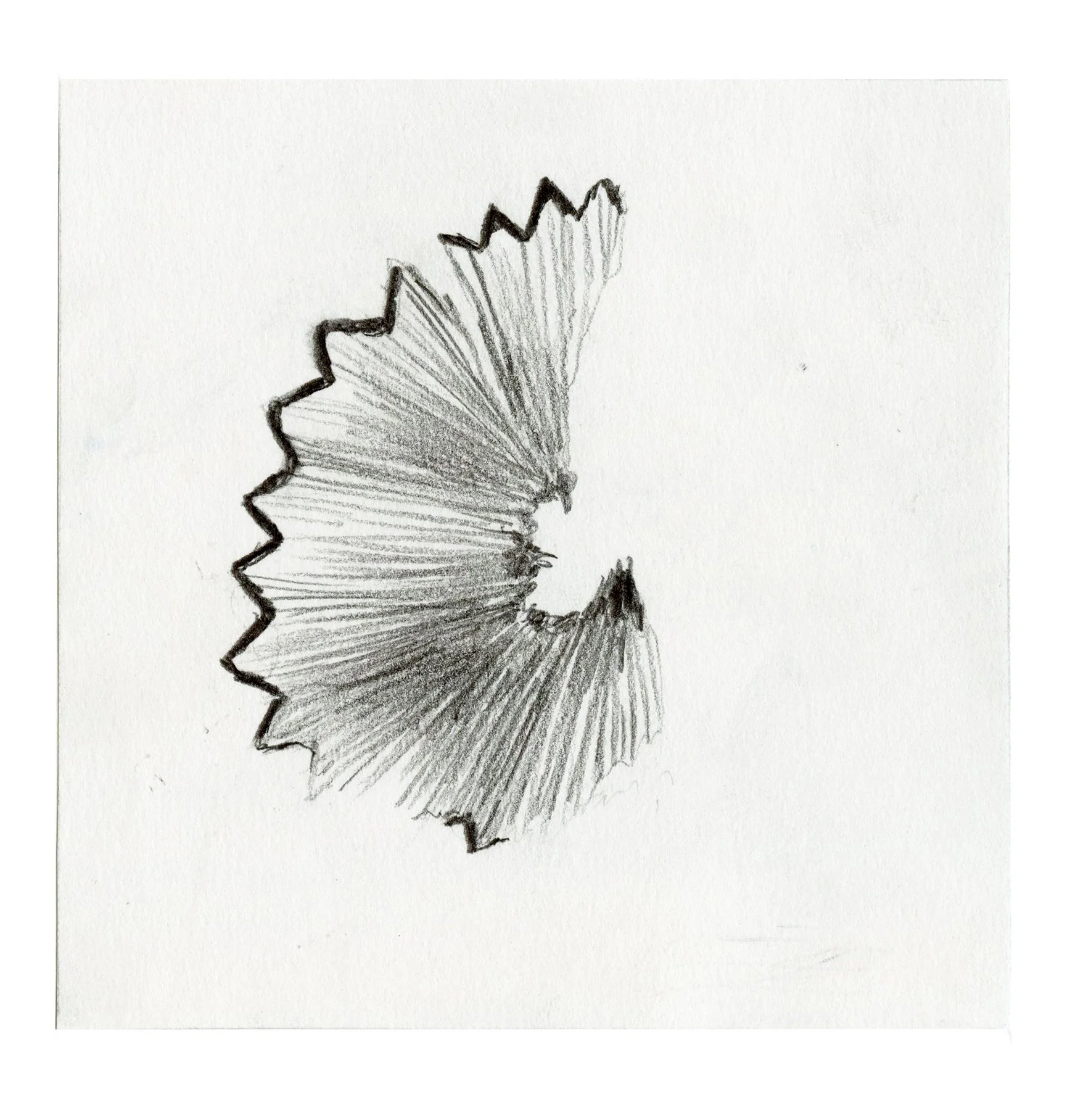 Tess Rubinstein - Pencil Shaving
