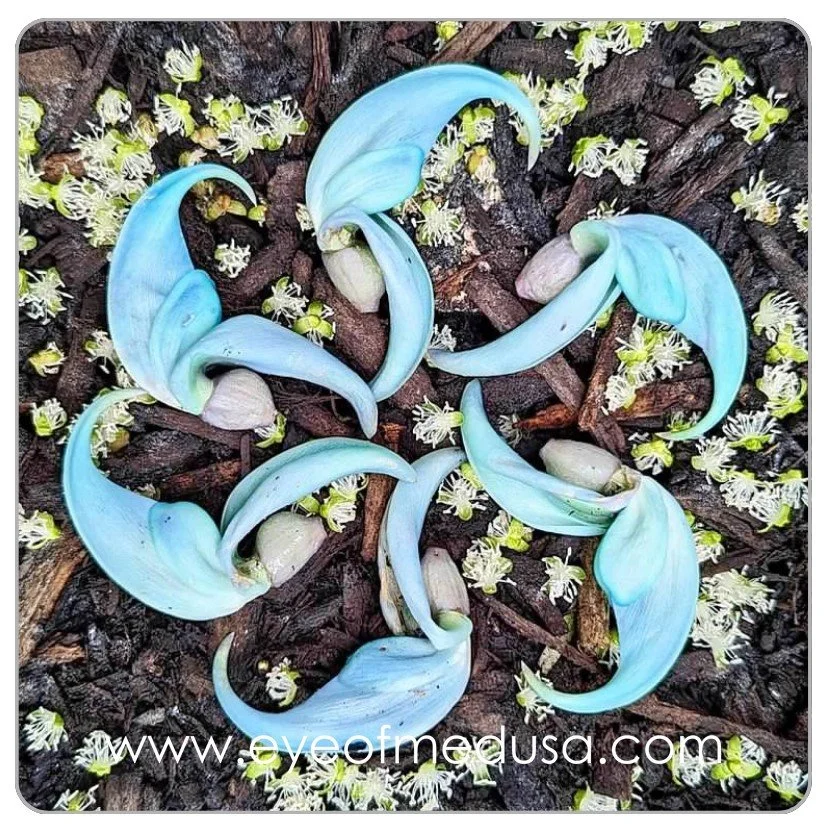 3"x3" Magnet - Blue Botanical Mandala