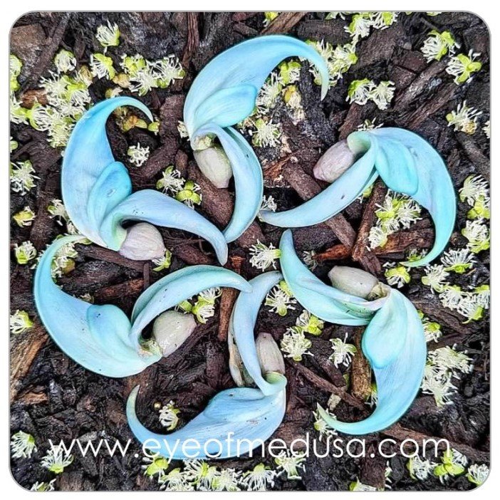 2"x2" Magnet - Blue Botanical Mandala