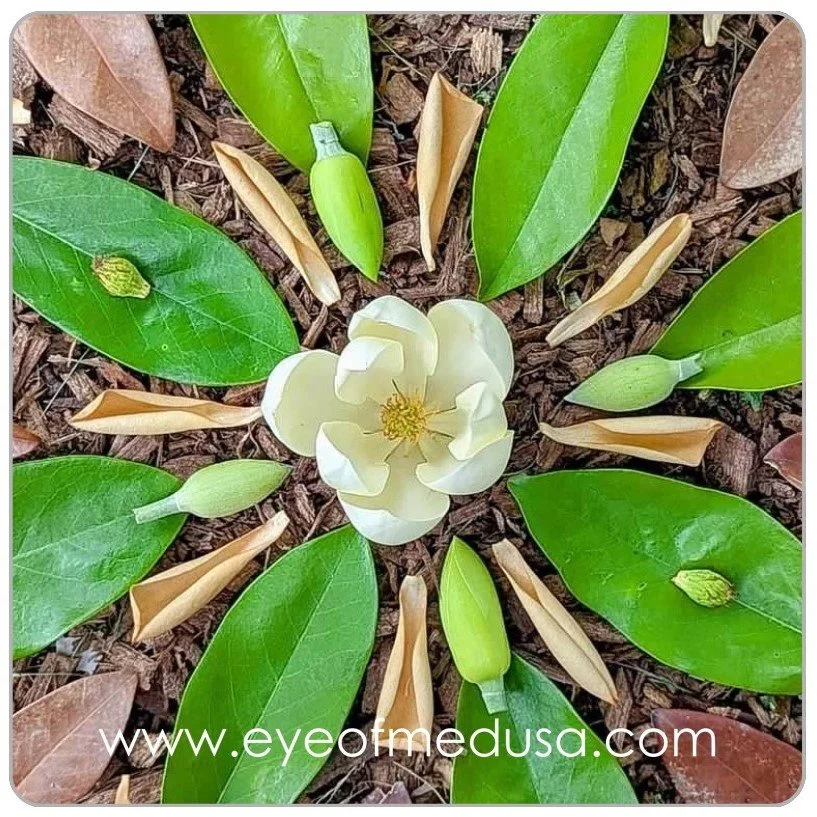 3"x3" Magnet - Magnolia Botanical Mandala