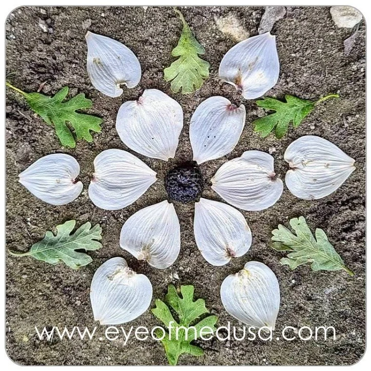 Mandala Magnet Dogwood.jpg