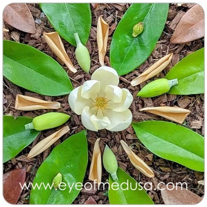 2"x2" Magnet - Magnolia Botanical Mandala