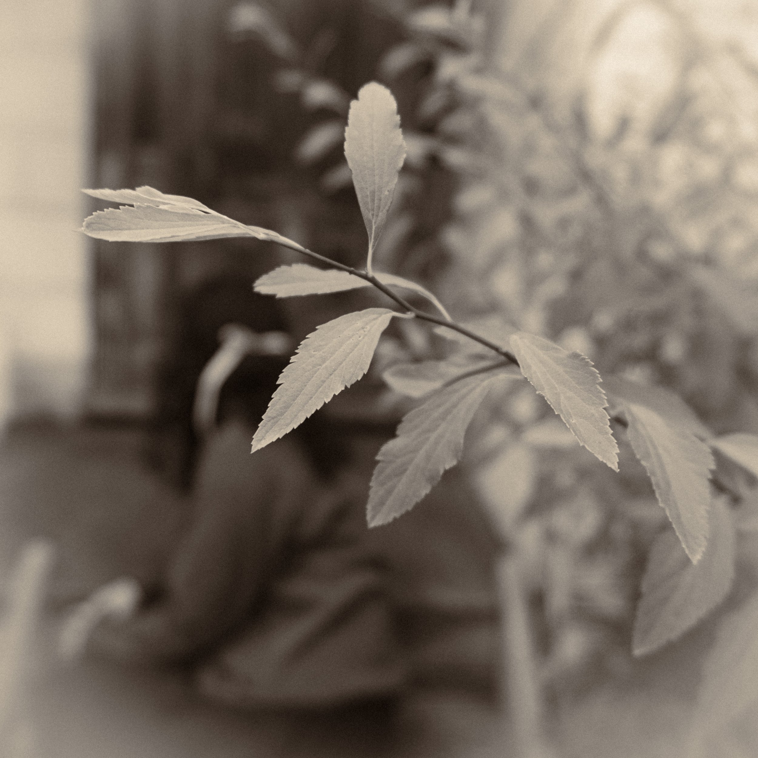 sepia-25 slay leaf.jpg