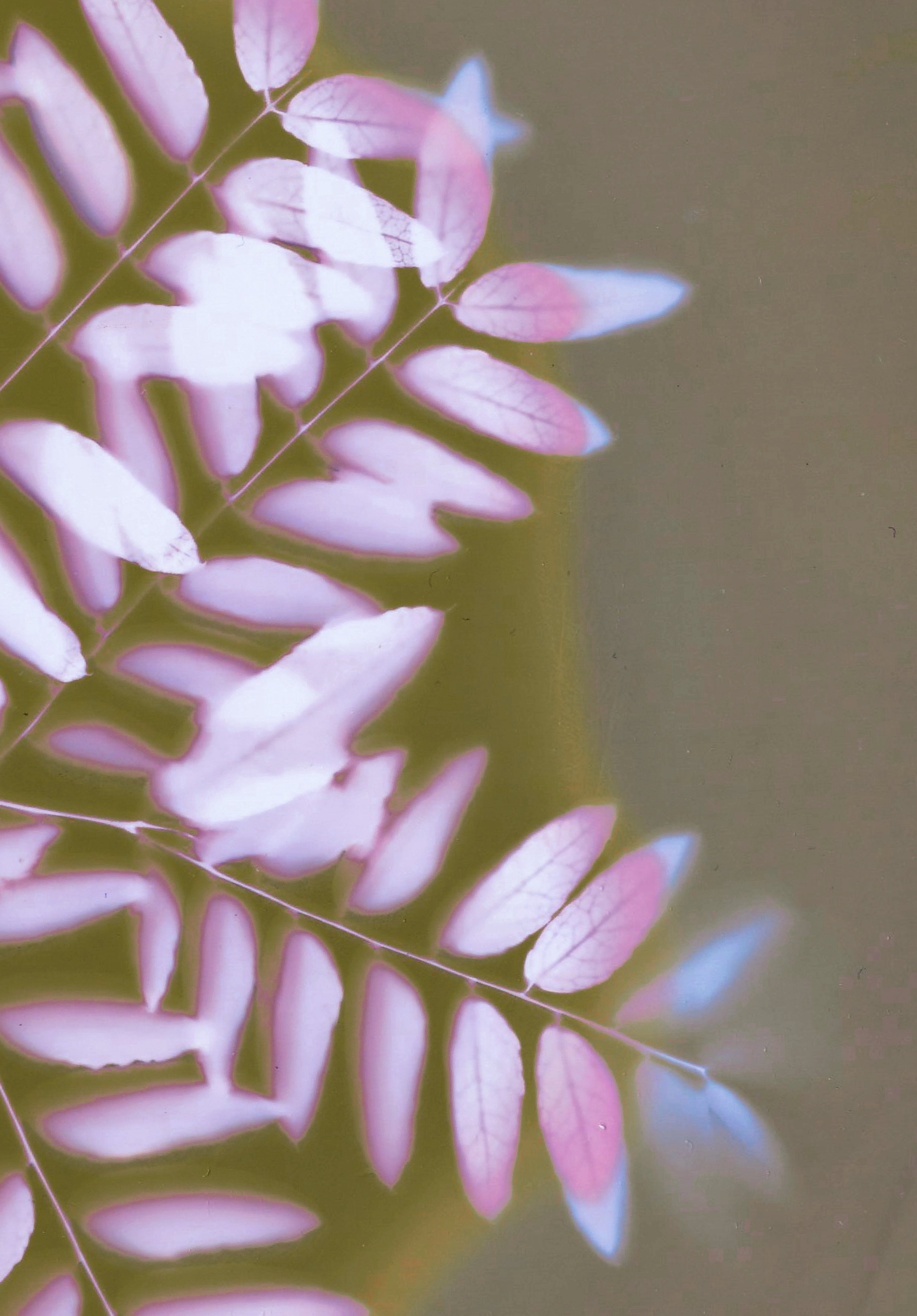 Still Life 1.jpg