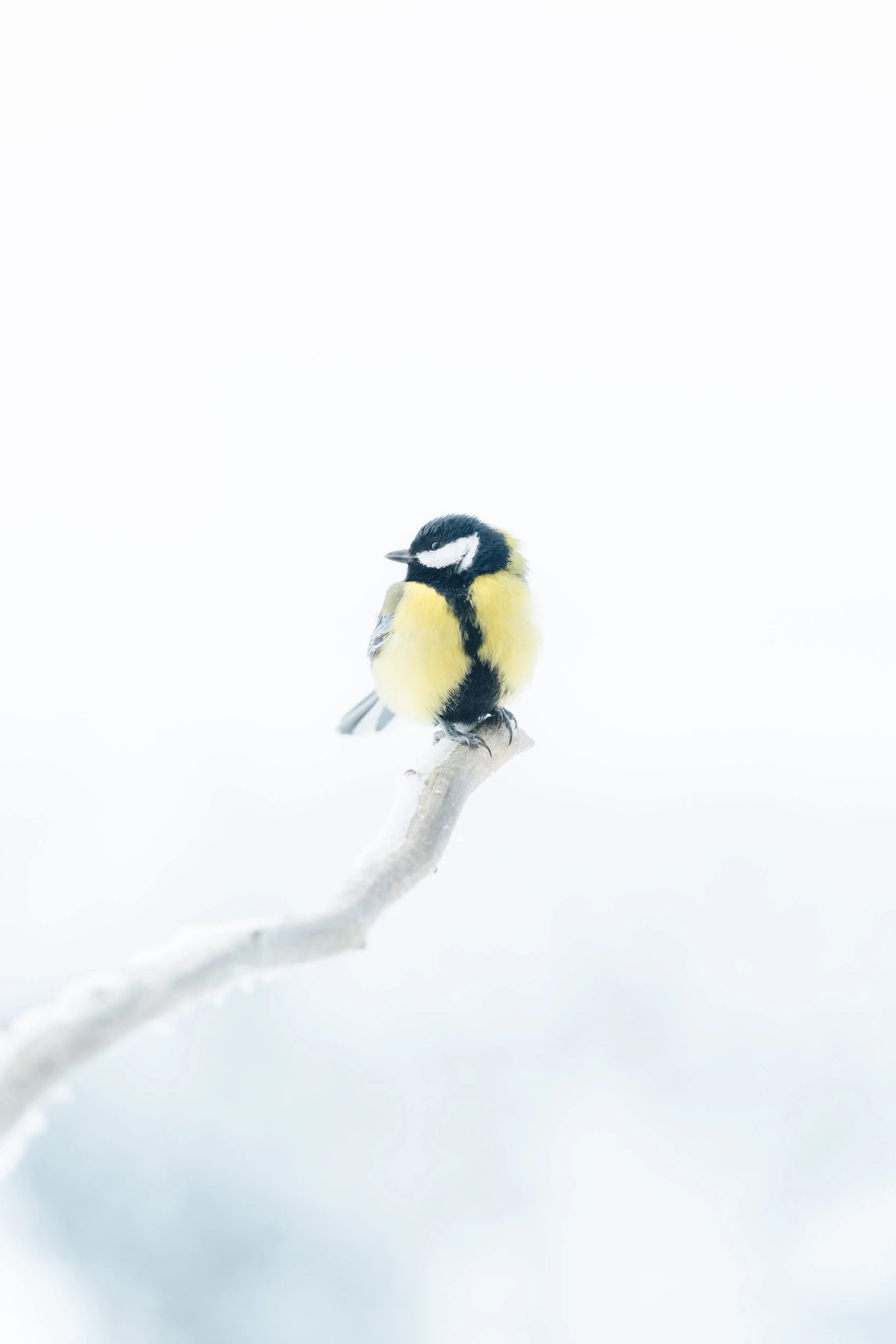 AR505409 - edited.jpg