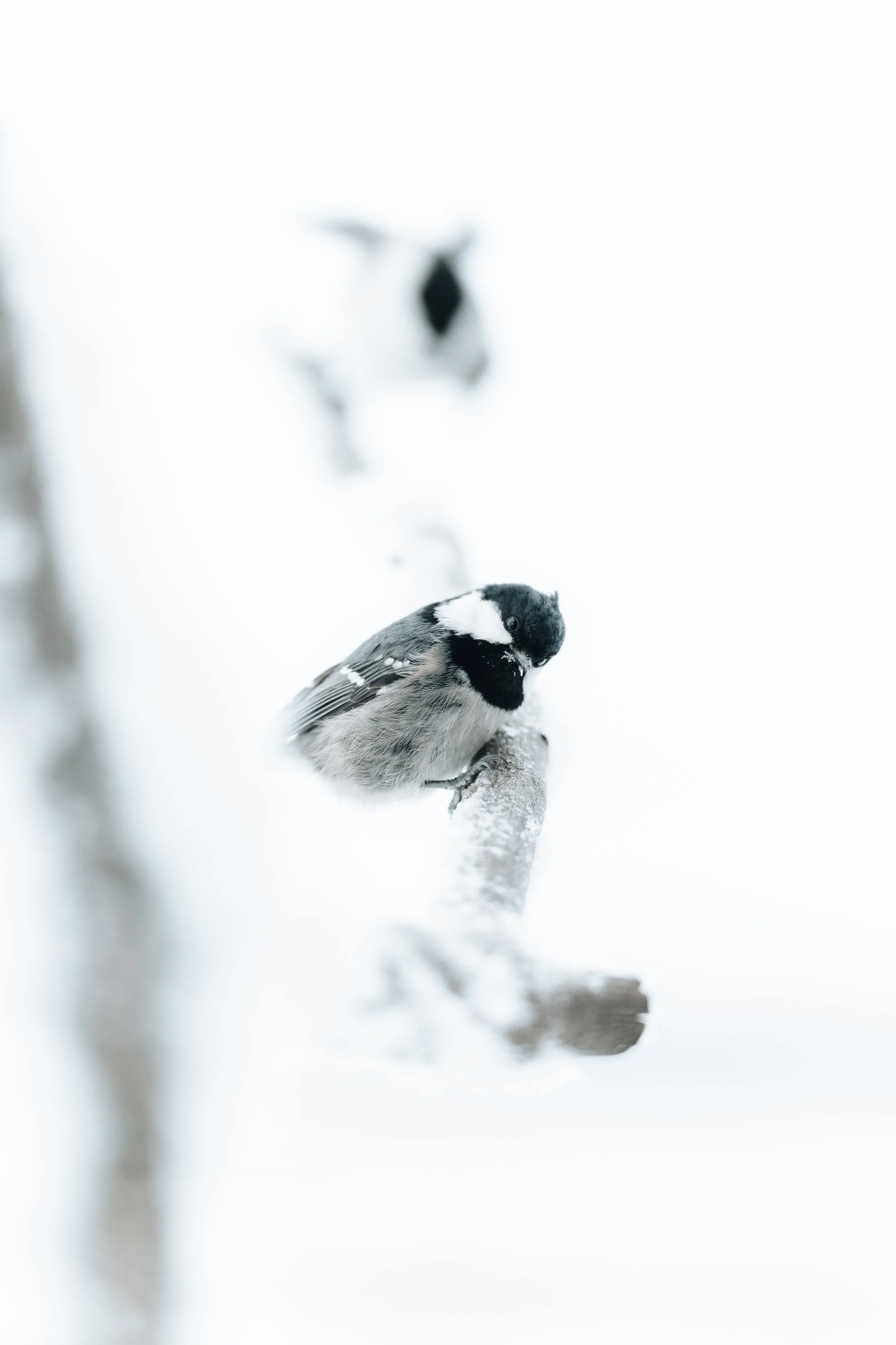 AR505371 - edited.jpg