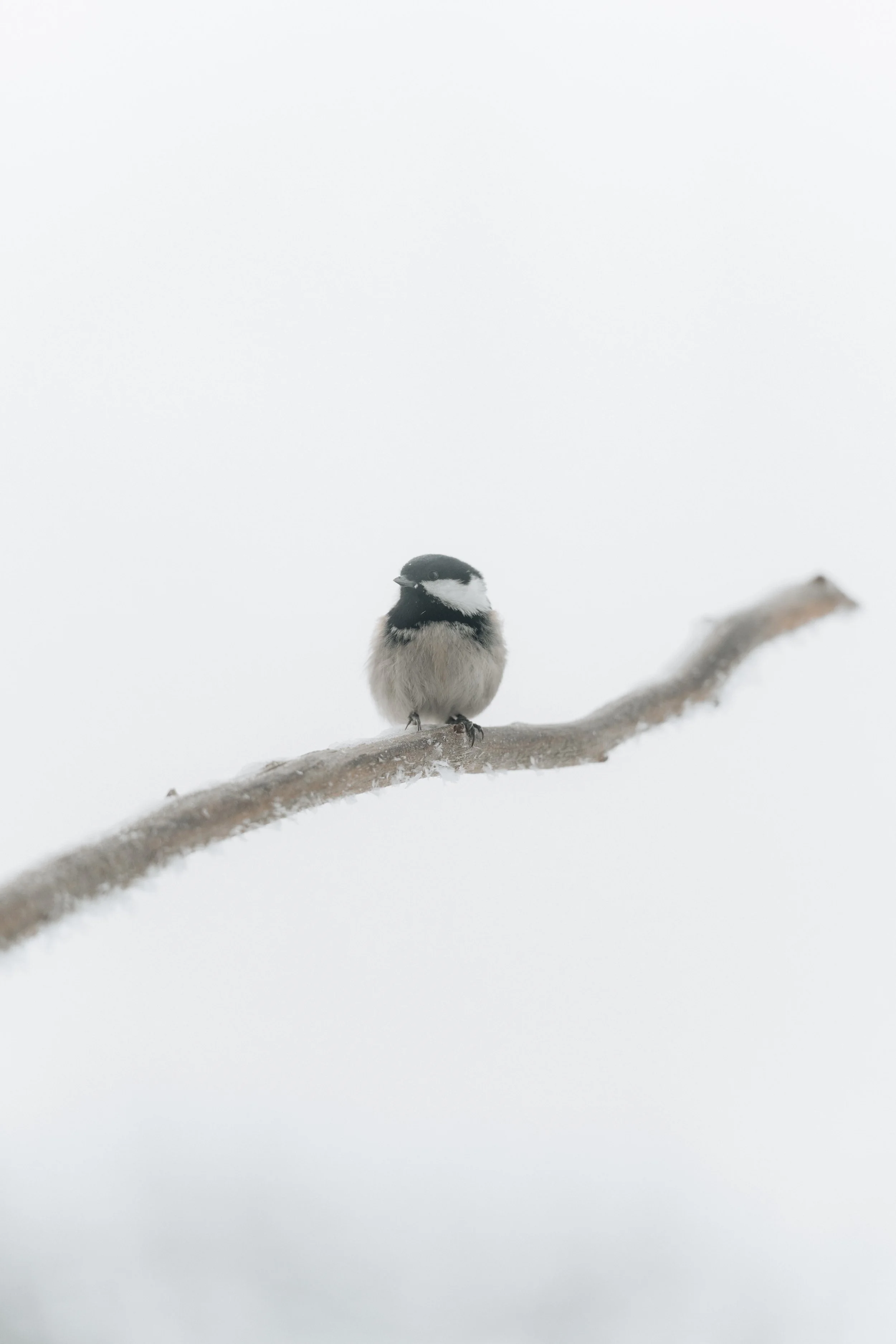 AR505464 - edited.jpg
