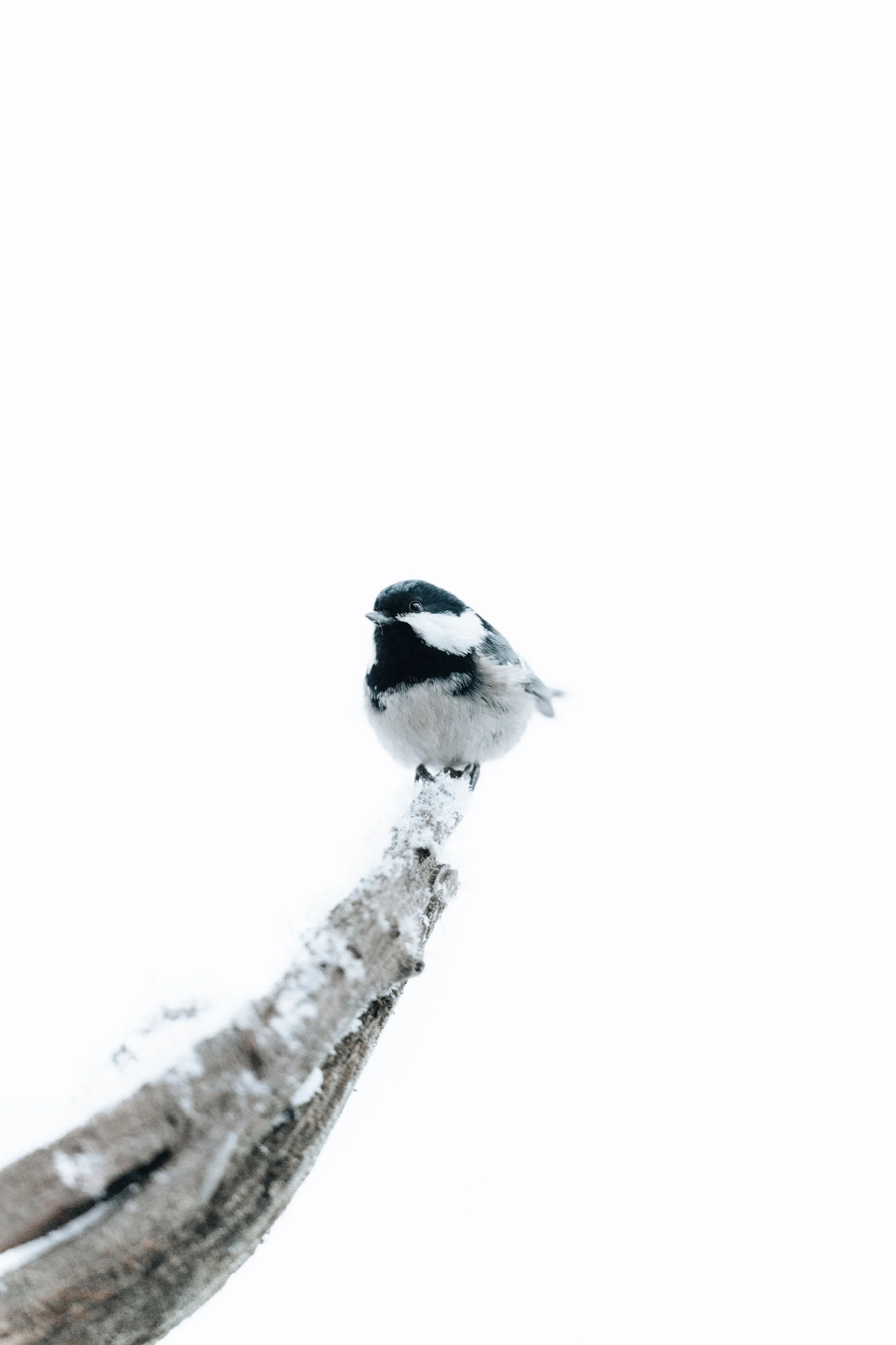 AR504776 - edited.jpg