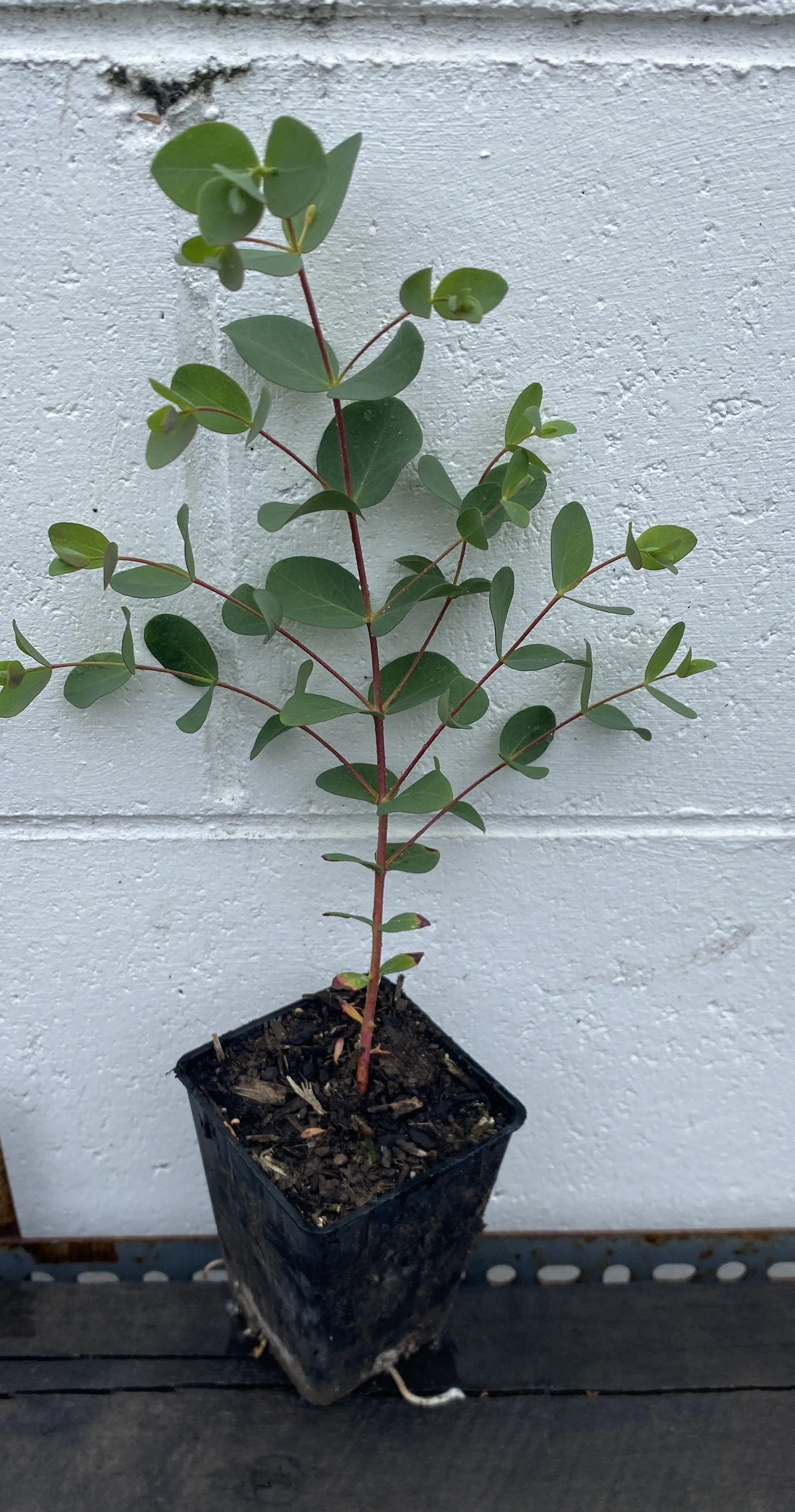 Eucalyptus Parvula