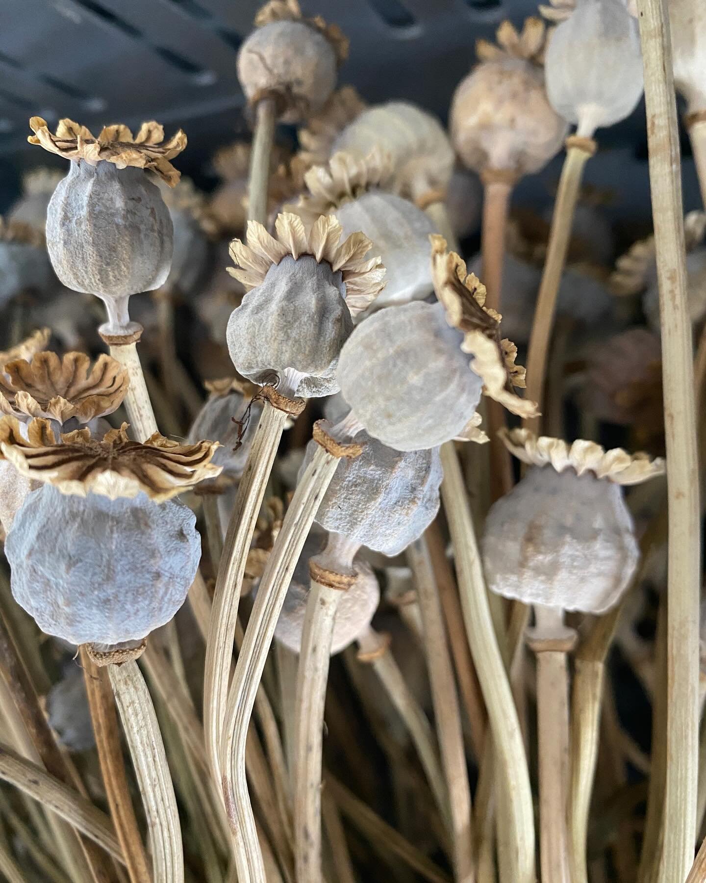 Poppy pods so stunning dried #driedpoppies #driedflowersnz