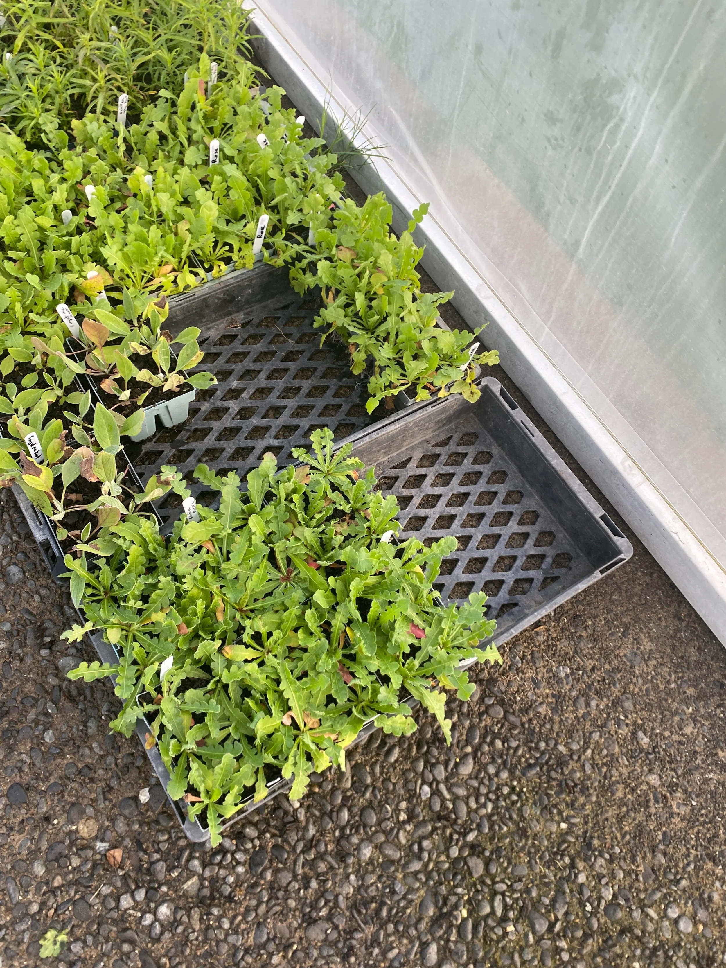 Few seedlings left over from the plant sale doing these as a super special $6 each not many left but happy to ship nz wide
I have Starice in white, purple and rose, pincushion Scabiosa mix colours and forget me knot in rose

Drop us a message to get 
