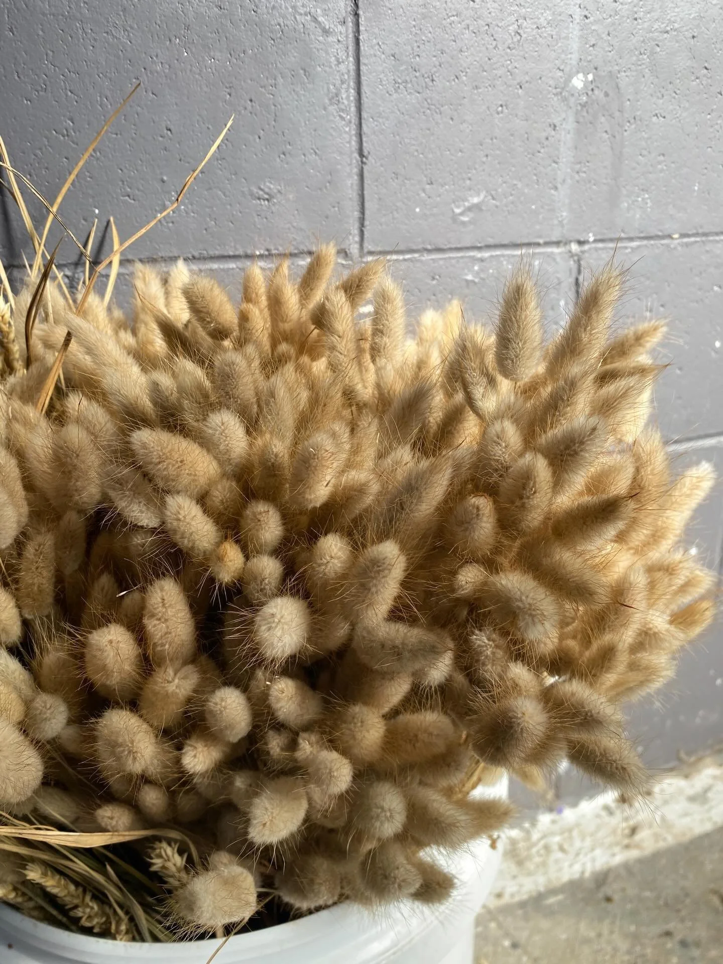 Bunny Tails 

#bunnytailsnz #bunnytails #nzdriedflowers #nzdriedflorals
