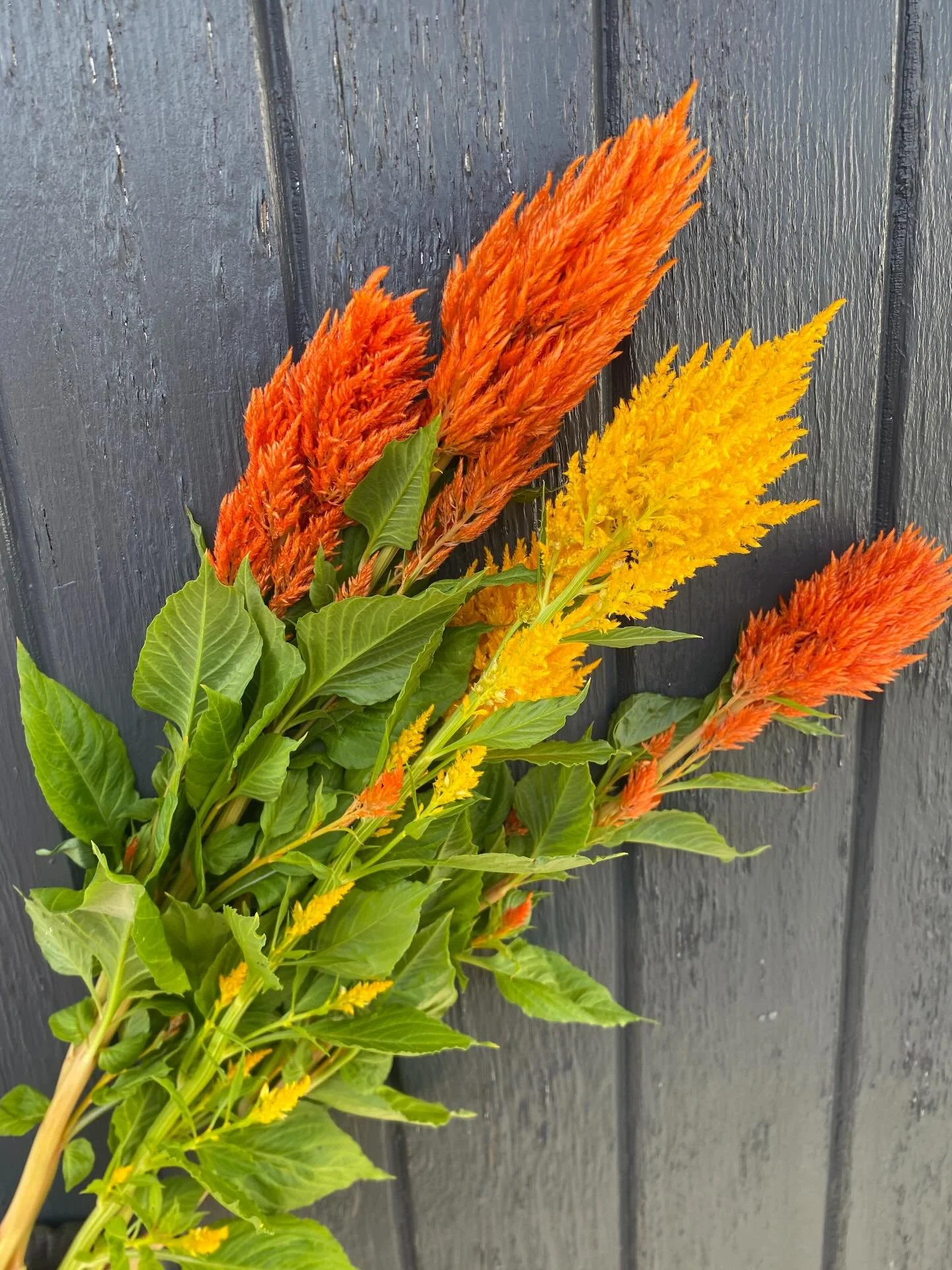 Celosia 

#celosianzflower
#nzgrownflowers 
#christchurchflorist