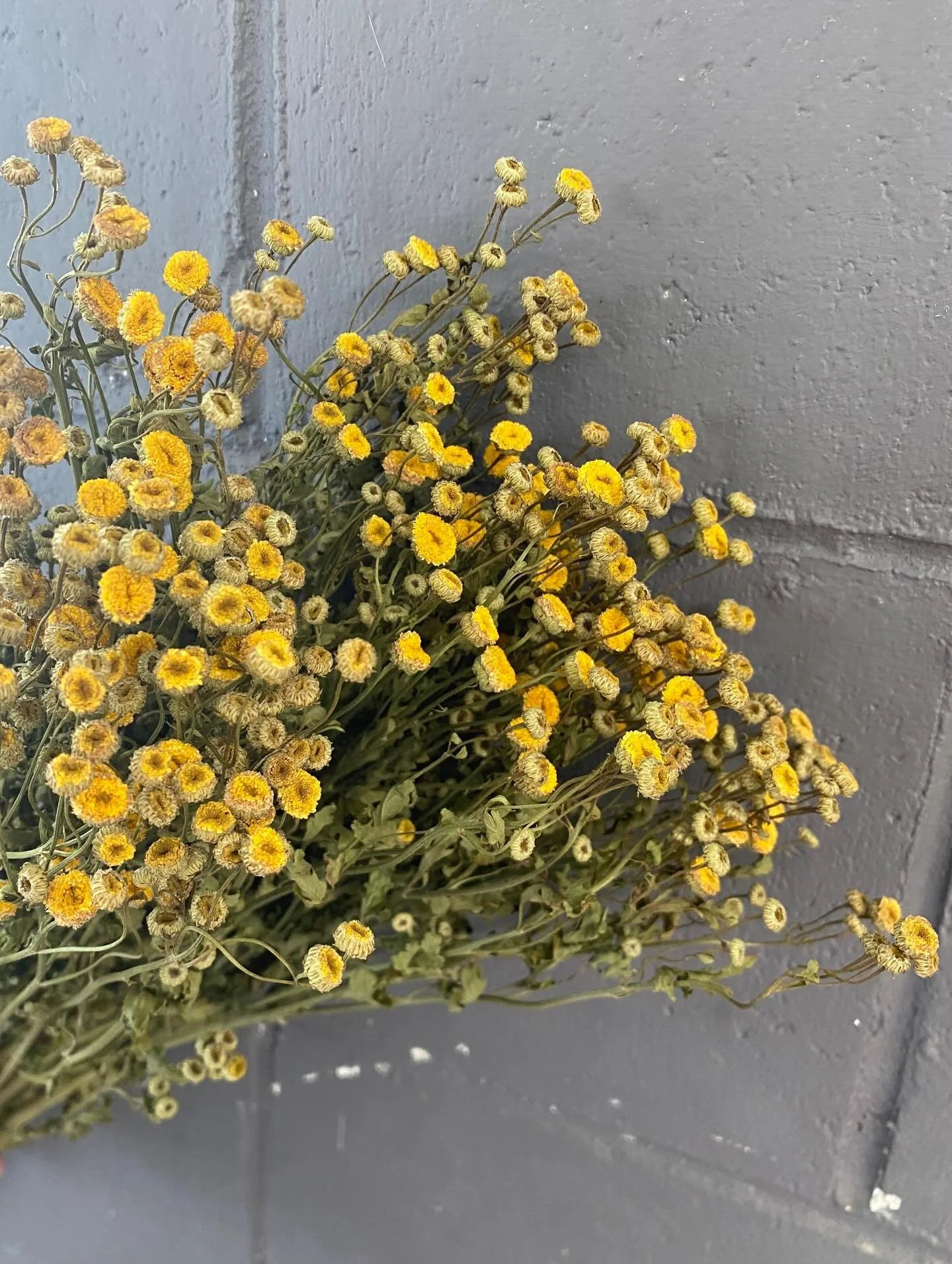 Dried Matricaria yellow button

#driedmatricaria #nzdriedflowers #nzgrowndriedflowers