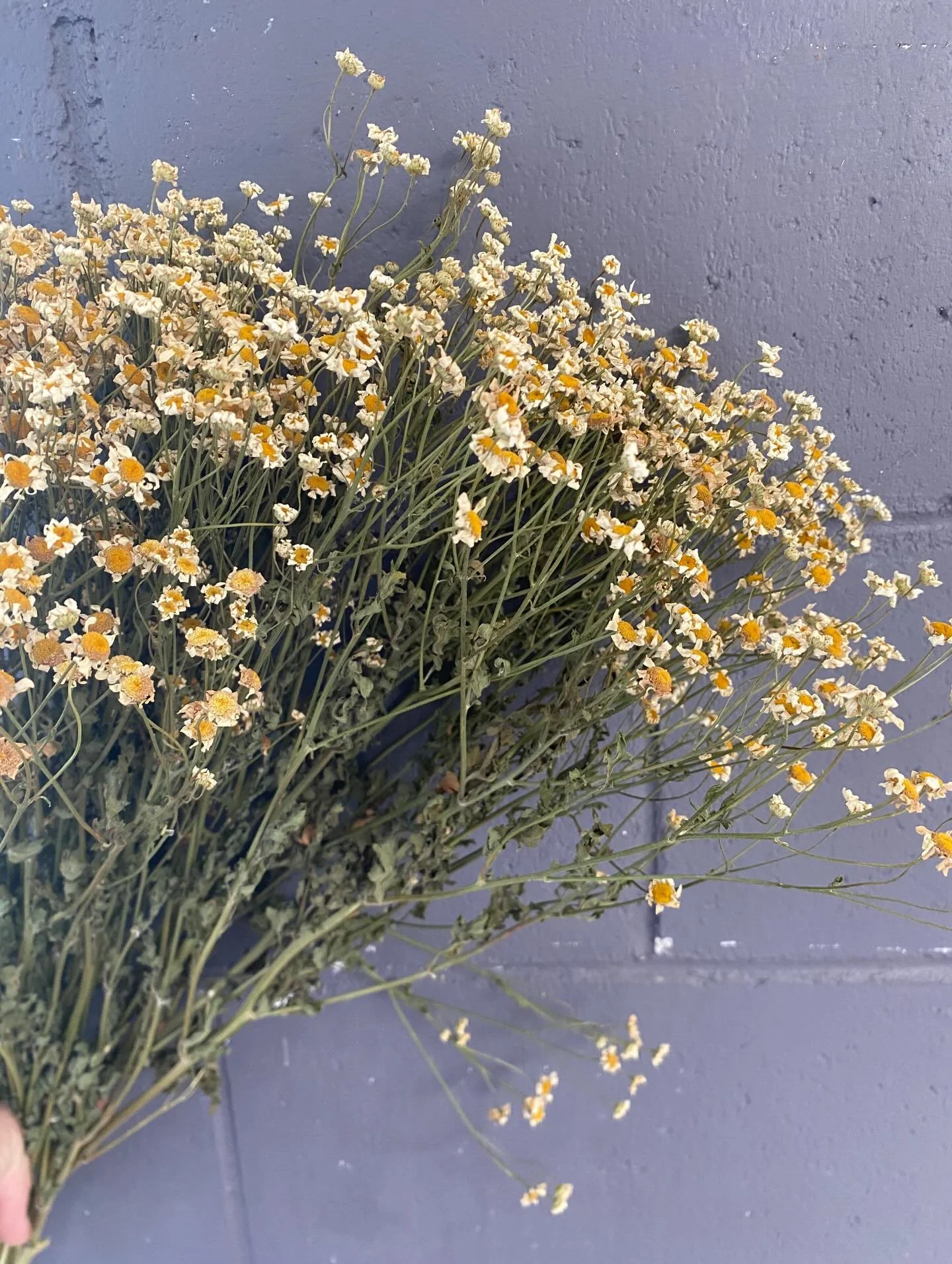 Dried Matricaria Daisy

#matricariadaisy #nzdriedflowers #nzdriedflowersupplier #chchdriedflowers
