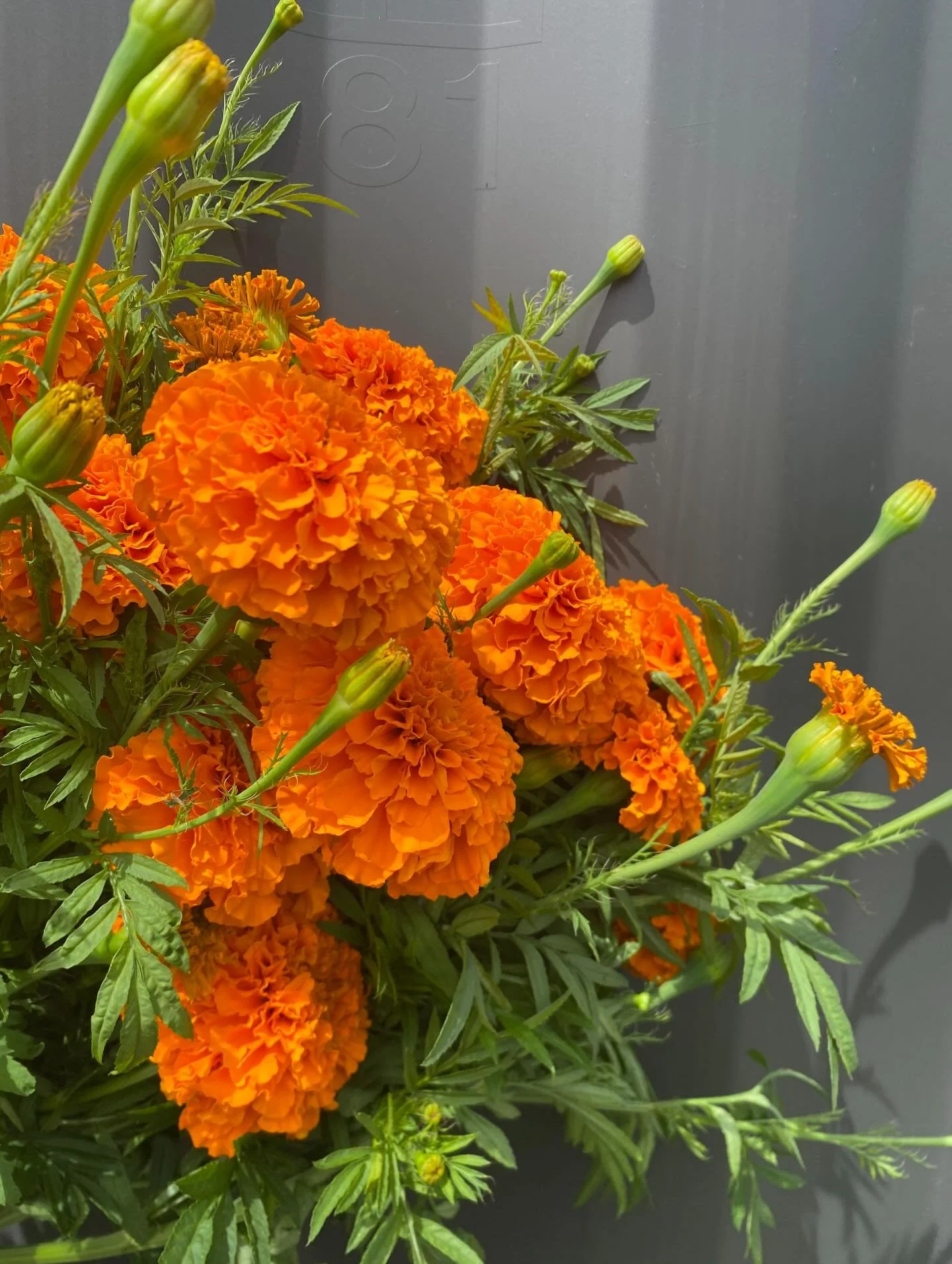 Marigolds 

#marigolds #orangemarigolds #nzmarigolds #nzgrownflowers #nzgrownweddingflowers
