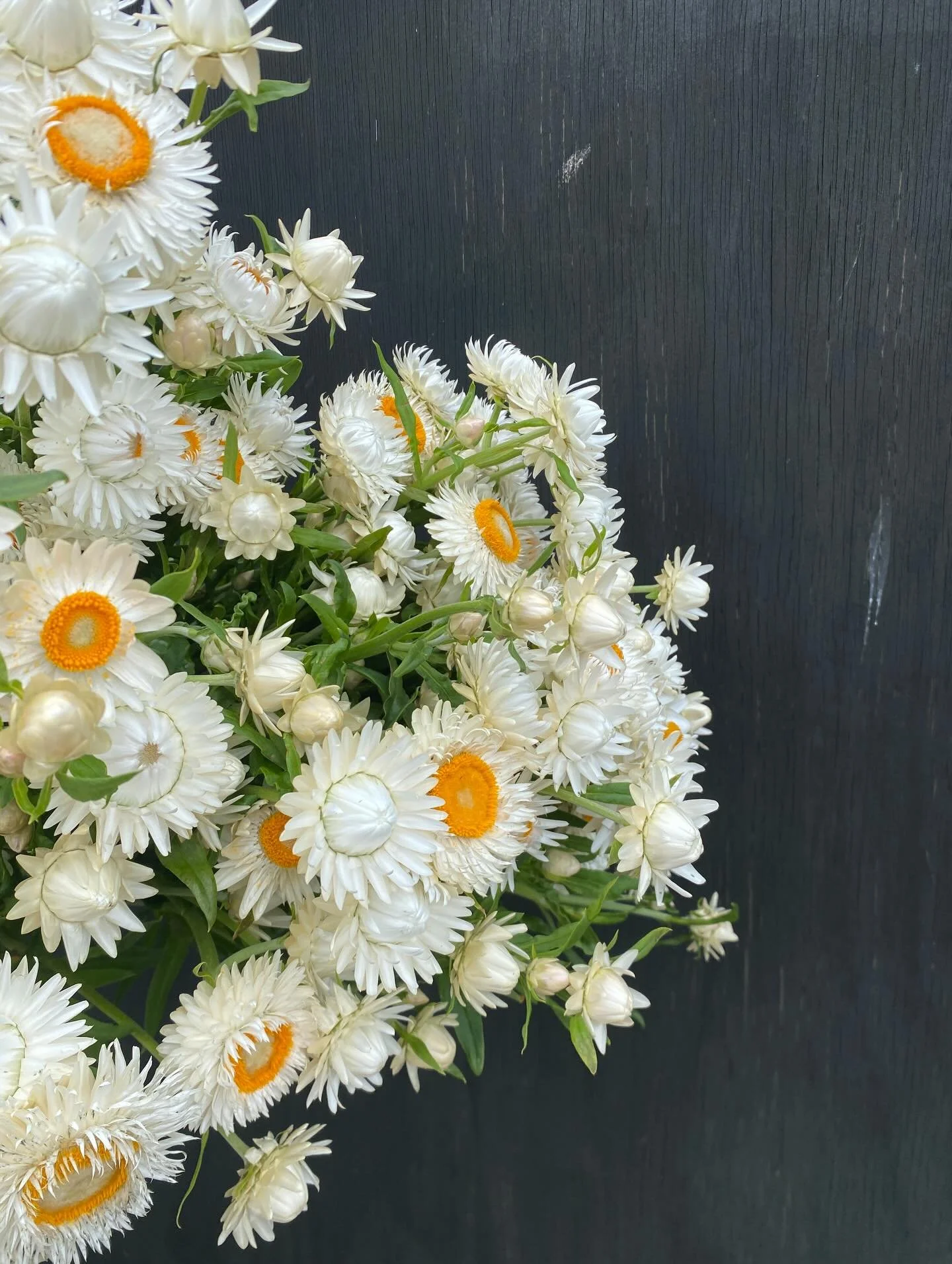 Strawflowers 

#strawflowersnz #nzgrownflowers #chchflorists #chchweddingflorist
