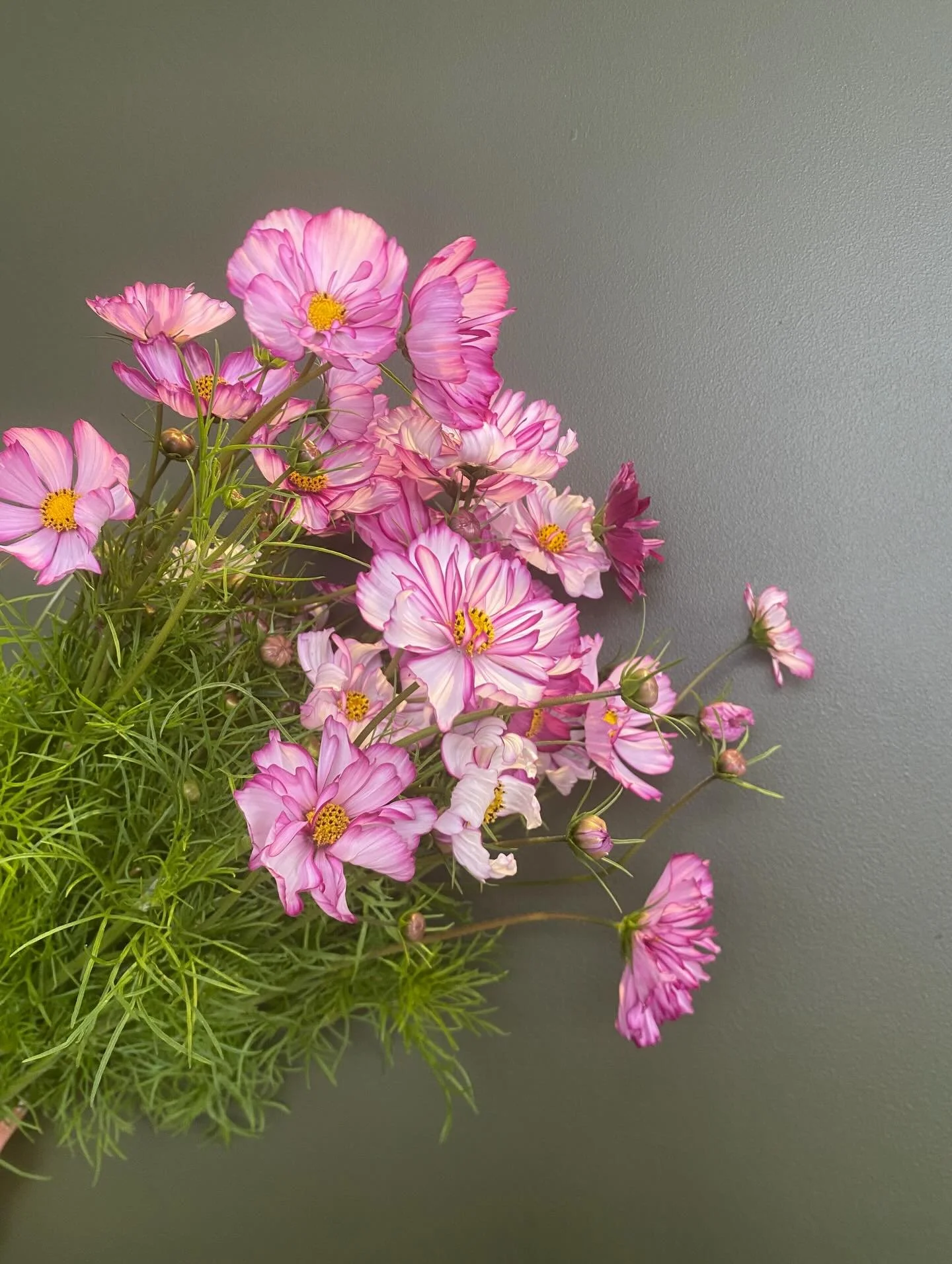 Cosmos

#cosmosflower #nzgrownflowers #prettyinpink💗 #flowerfarmernz