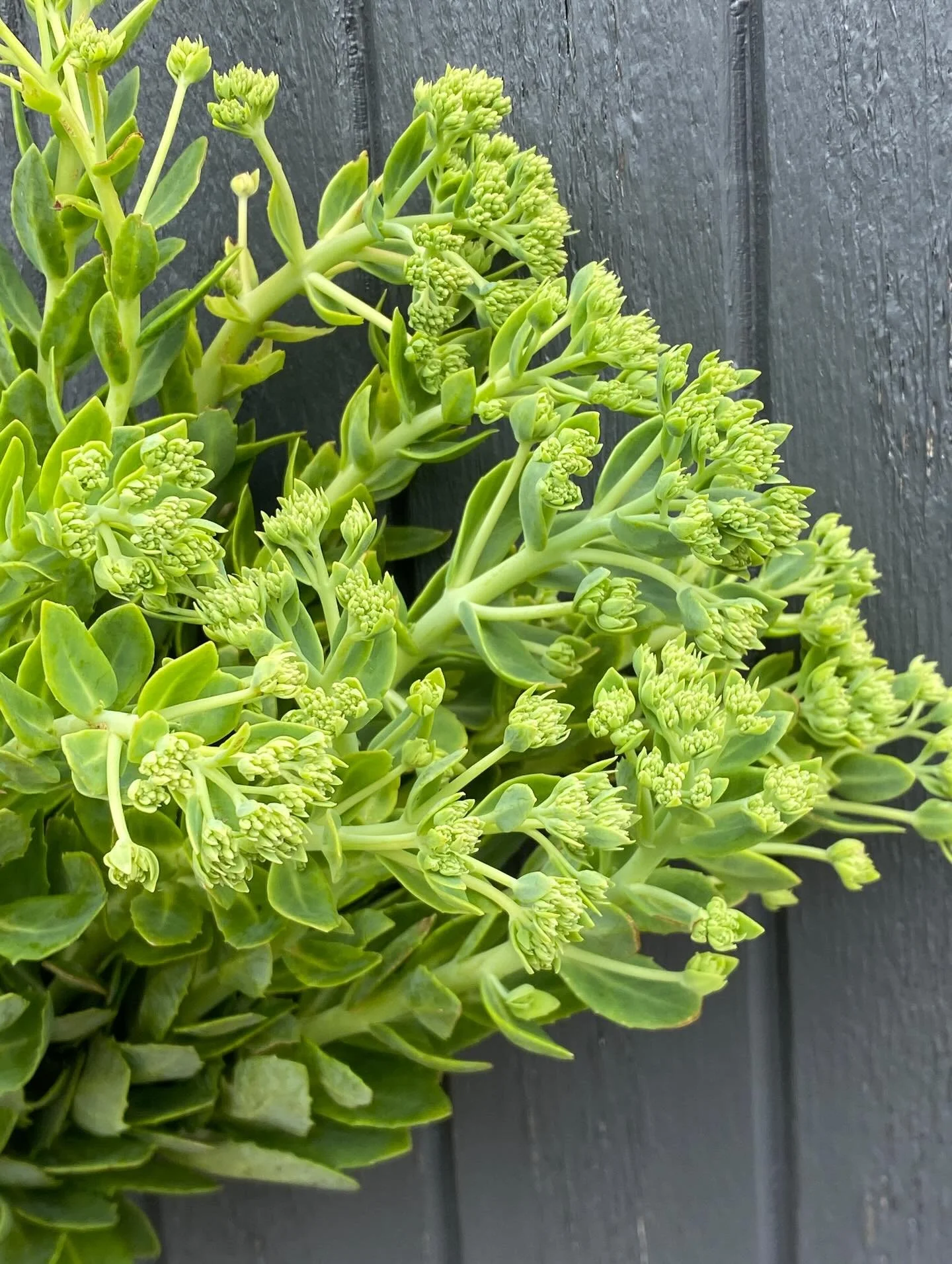 Sedum Buds

#chchflowers #nzgrownflowers #flowersnz #flowerfarmernz #flowerlover