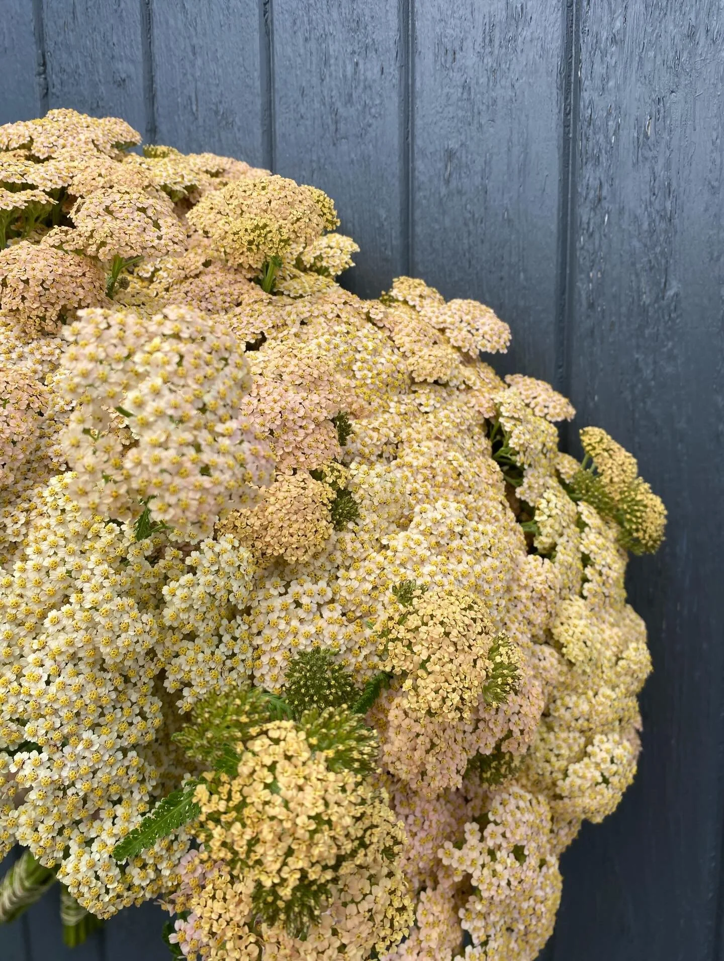 Achillea

#achilleabutter #achilleanzflowers #nzgrownflowers #nzgrownblooms #christchurchflowers