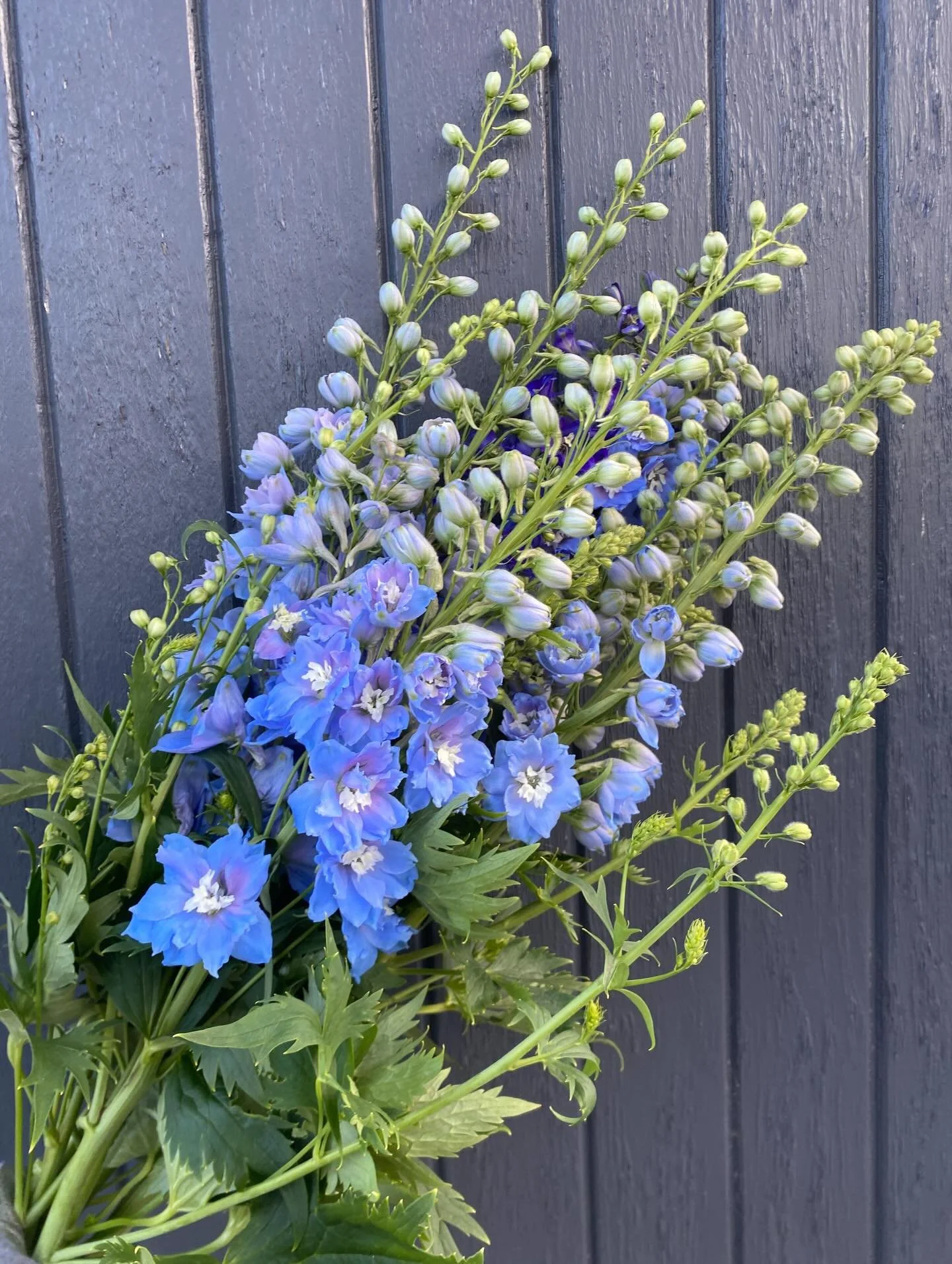 Delphinium 

#nzgrownblooms #nzflowers #flowerschristchurch
