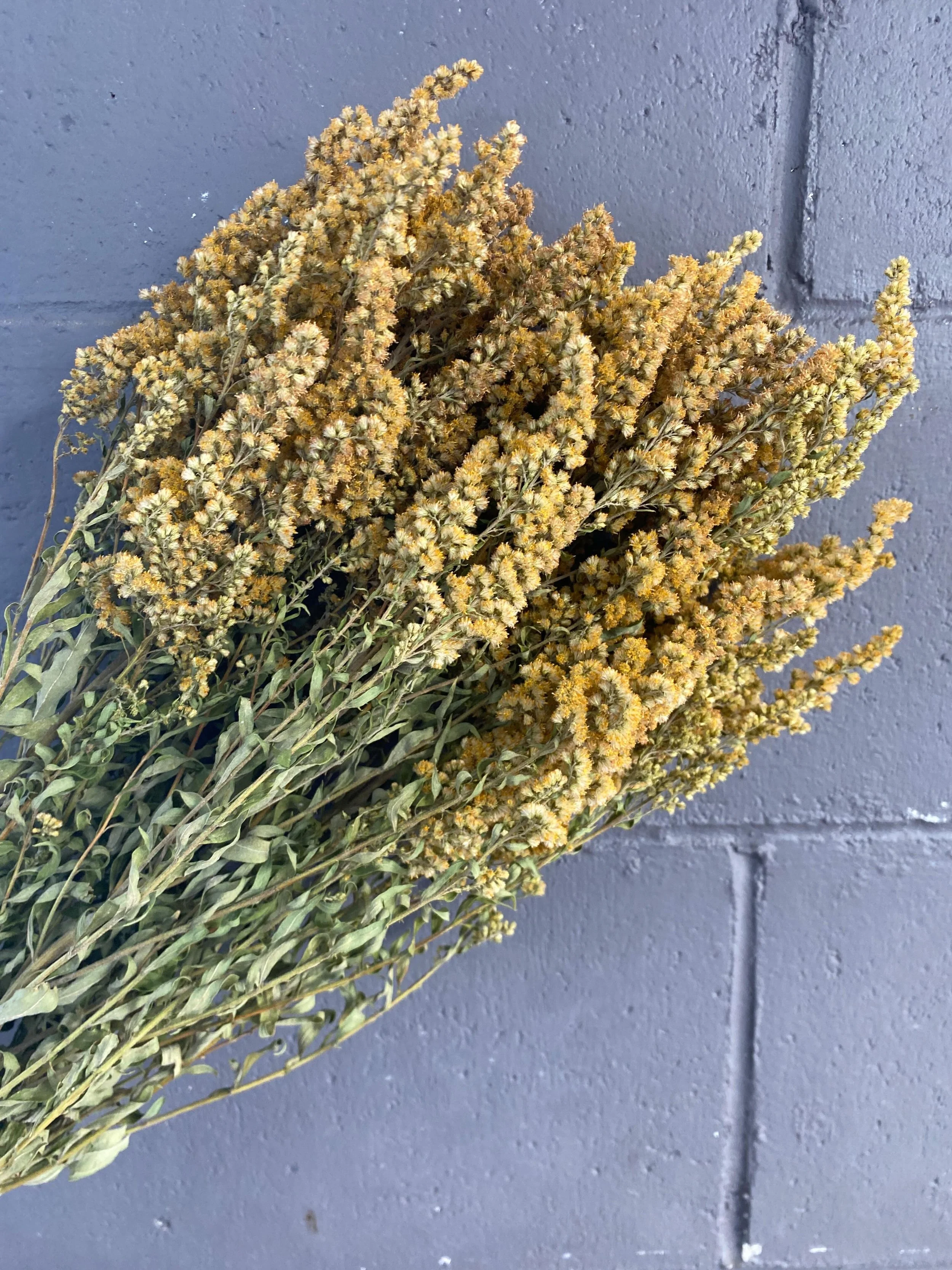 Dried Solidago 

#driedflowers #driedflorals #chchdriedflowers #foreverflowers #everlastingflowers