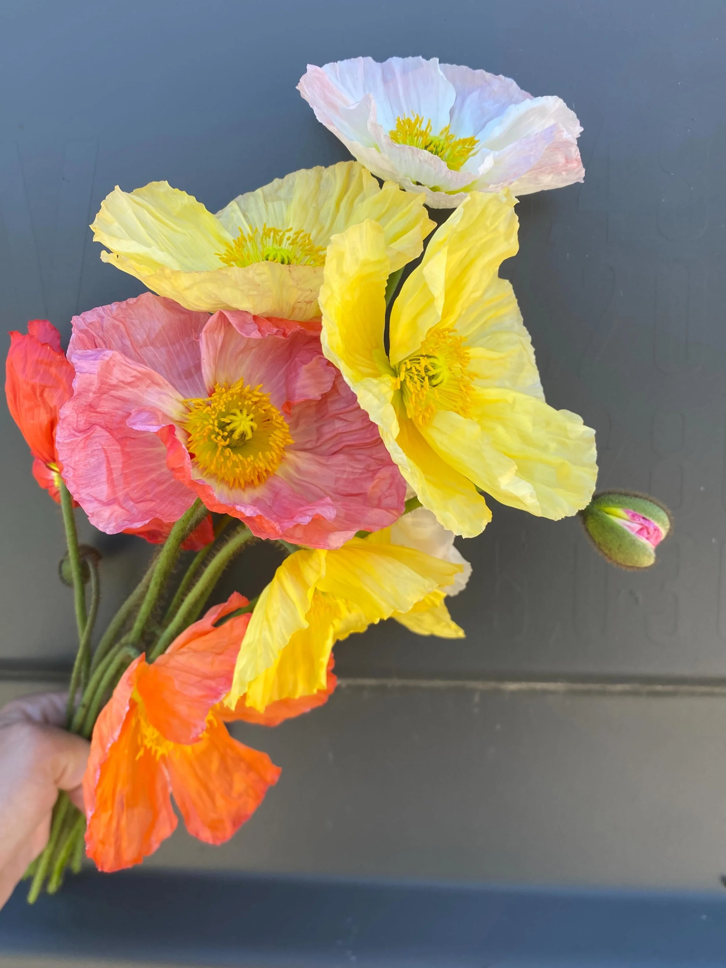 Iceland Poppies 

One of my all time favourite spring flowers

#icelandpoppies #icelandpoppyflower #nzgrownblooms