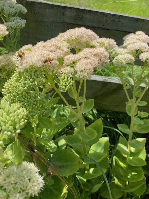 Sedum White 1.jpg