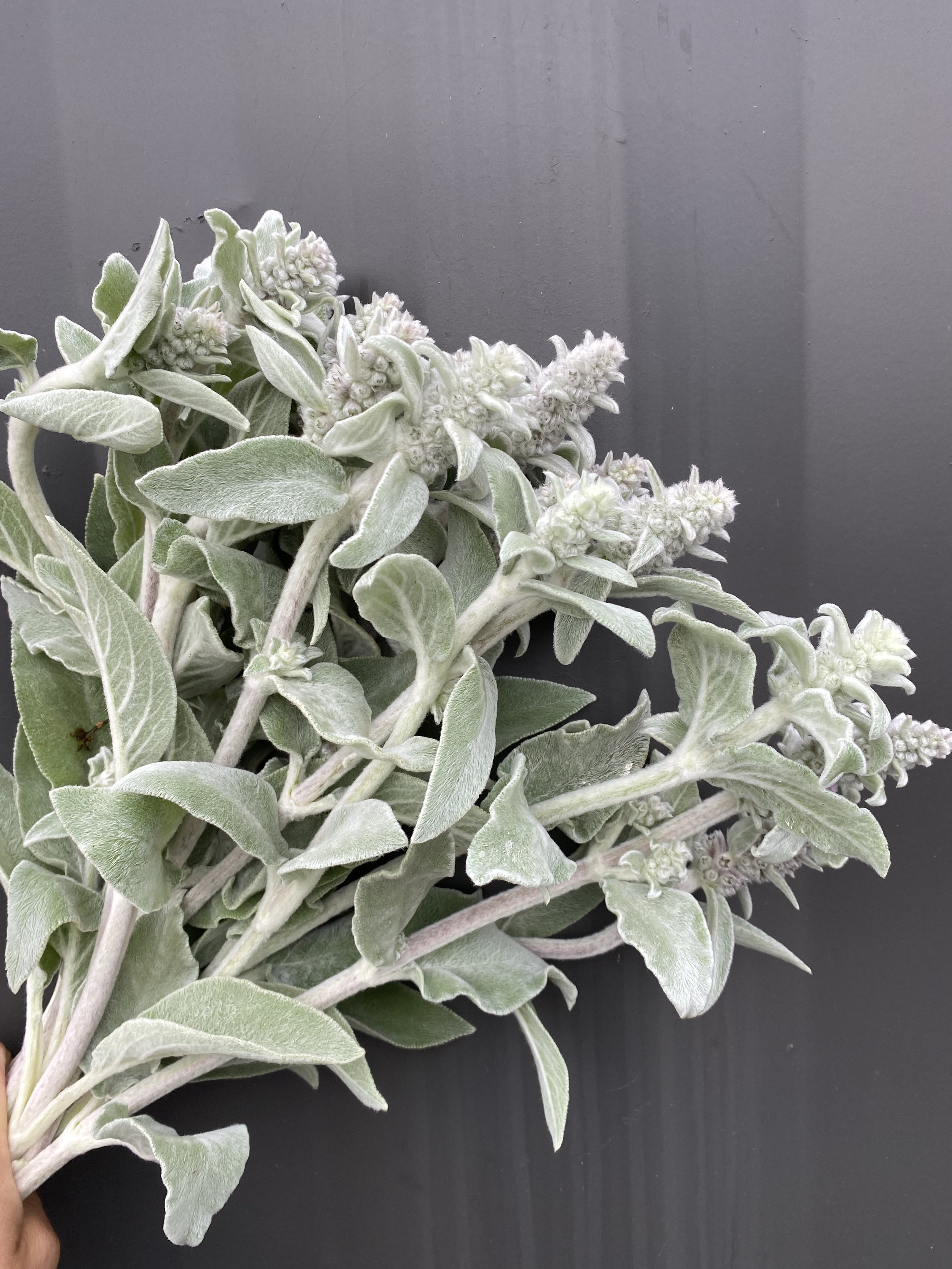 Stachys byzantina 'Lambs Ears'