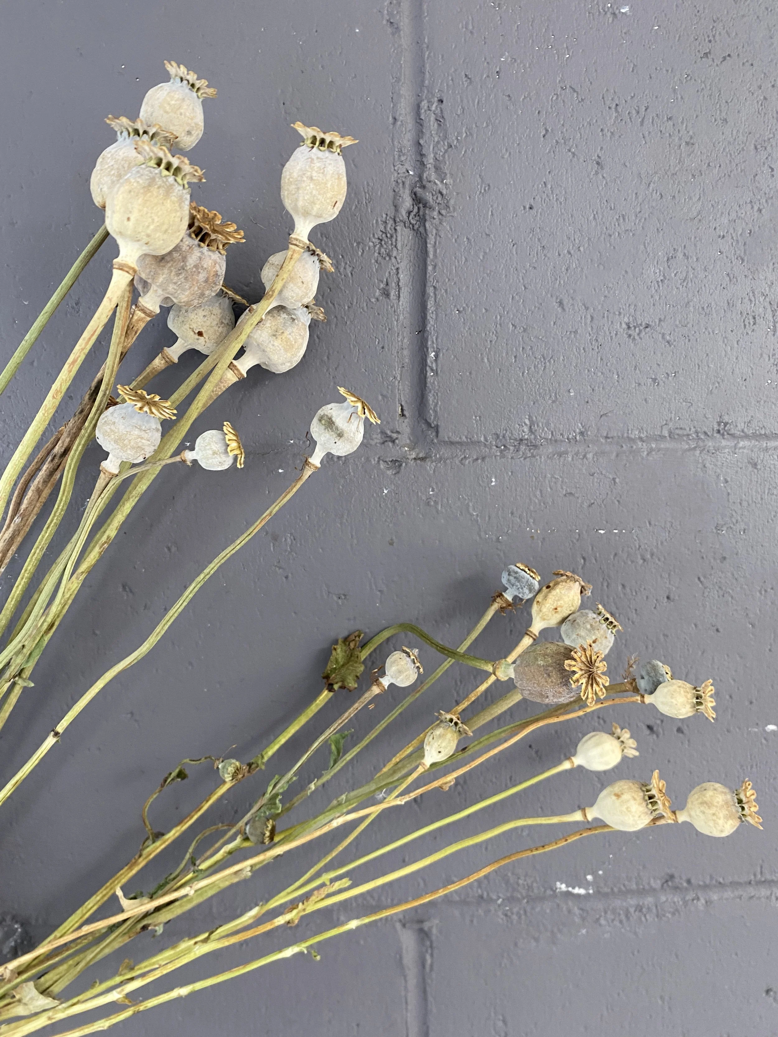 Dried Poppy Pods