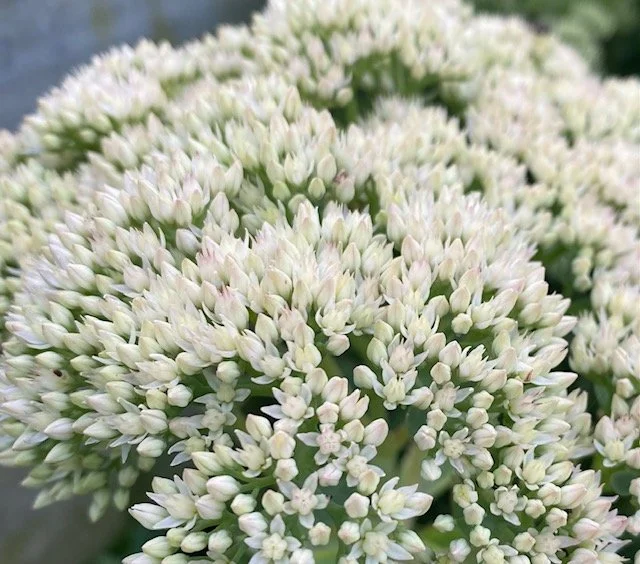 Sedum Stardust