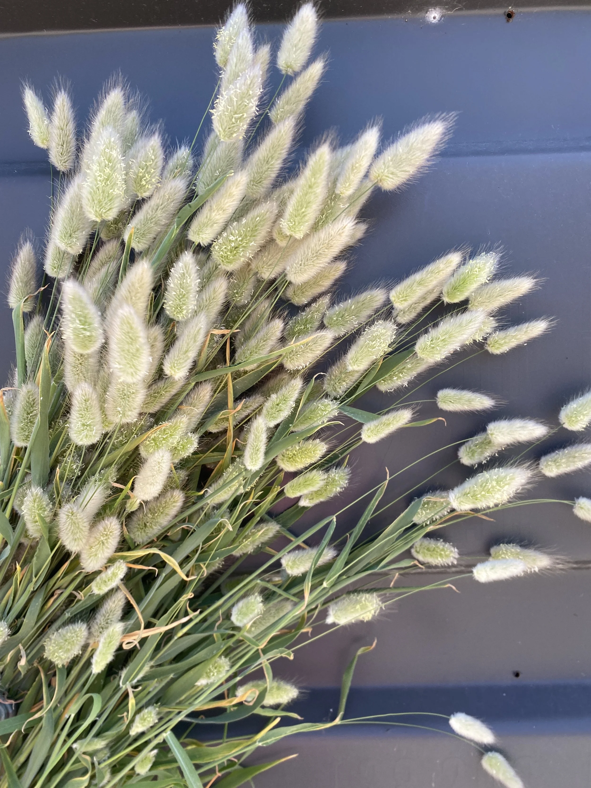 Lagurus ovatus Bunny Tails