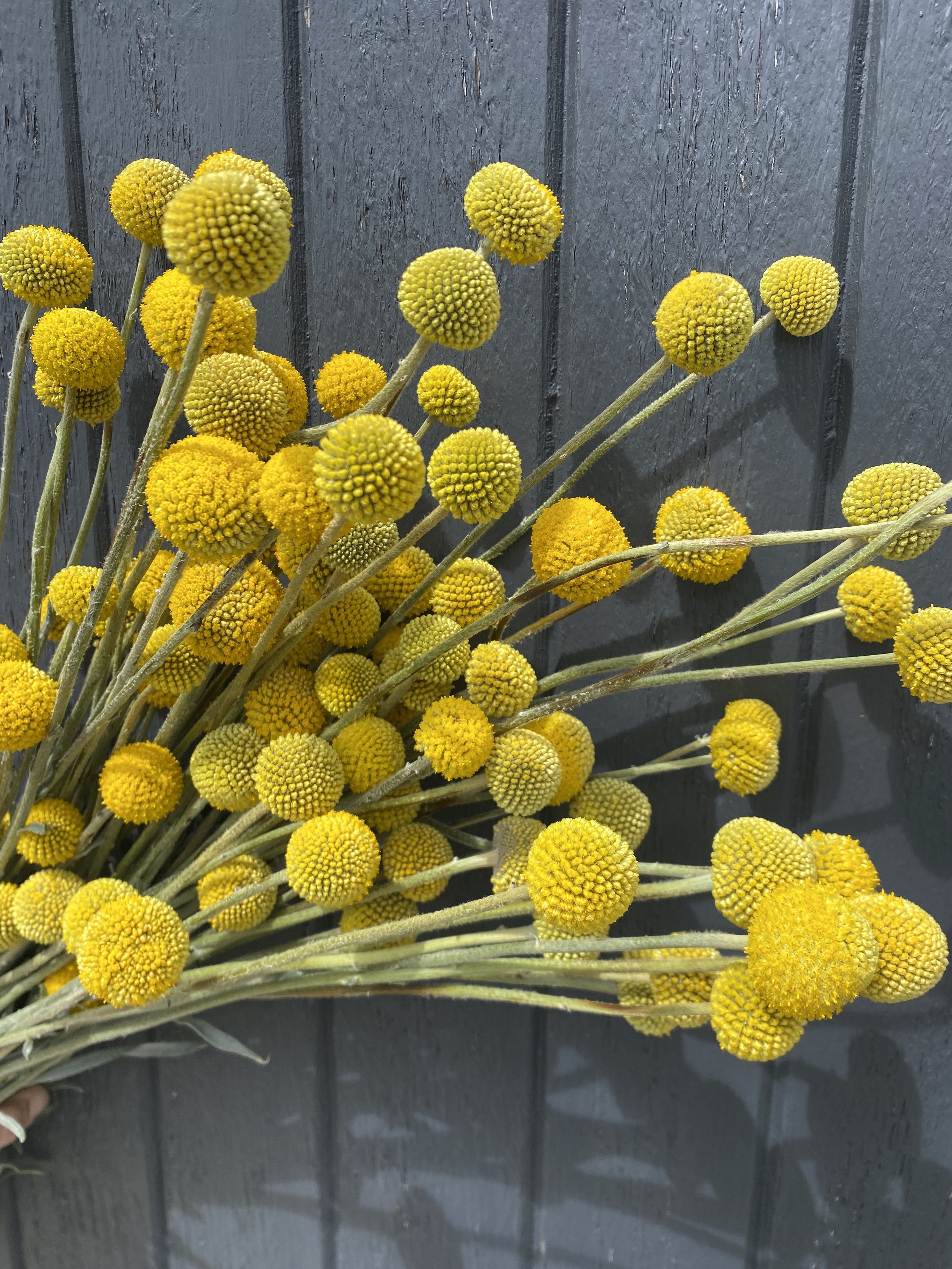 Craspedia - Billy Buttons