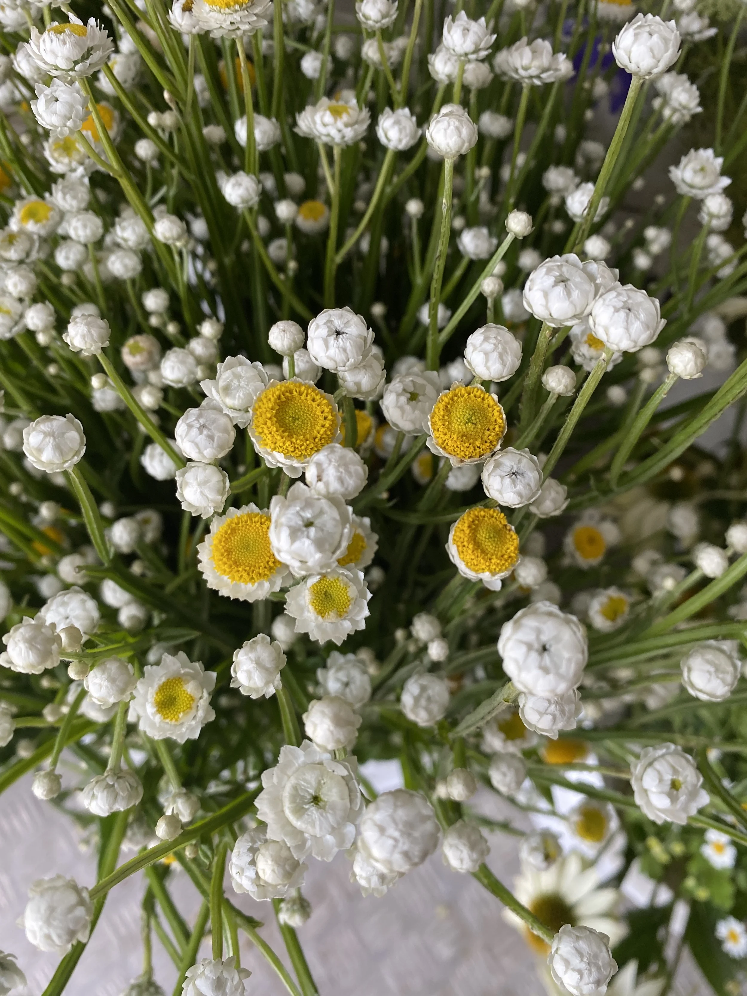 Ammobium Grandiflorum