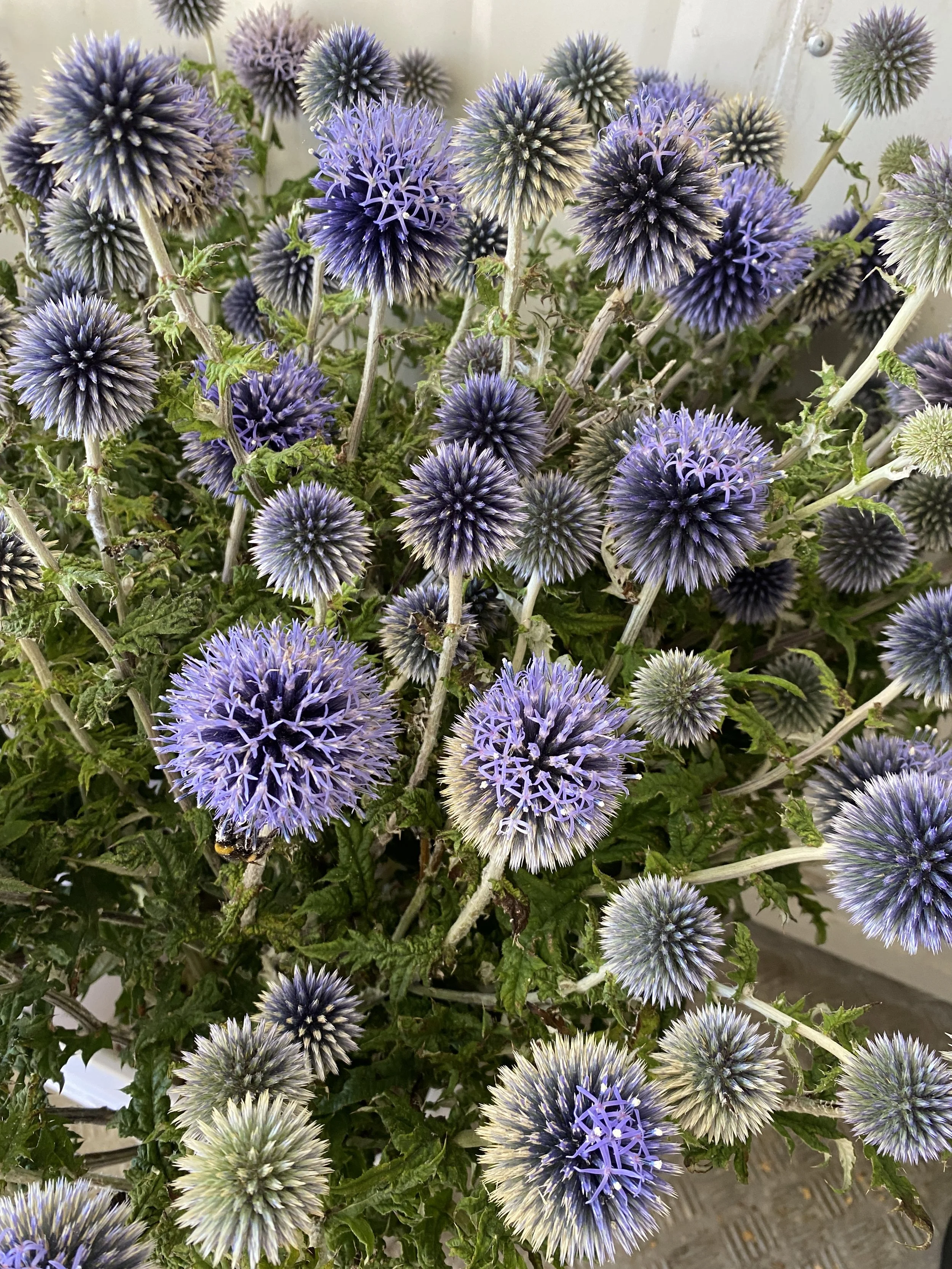 Echinops Blue Globe