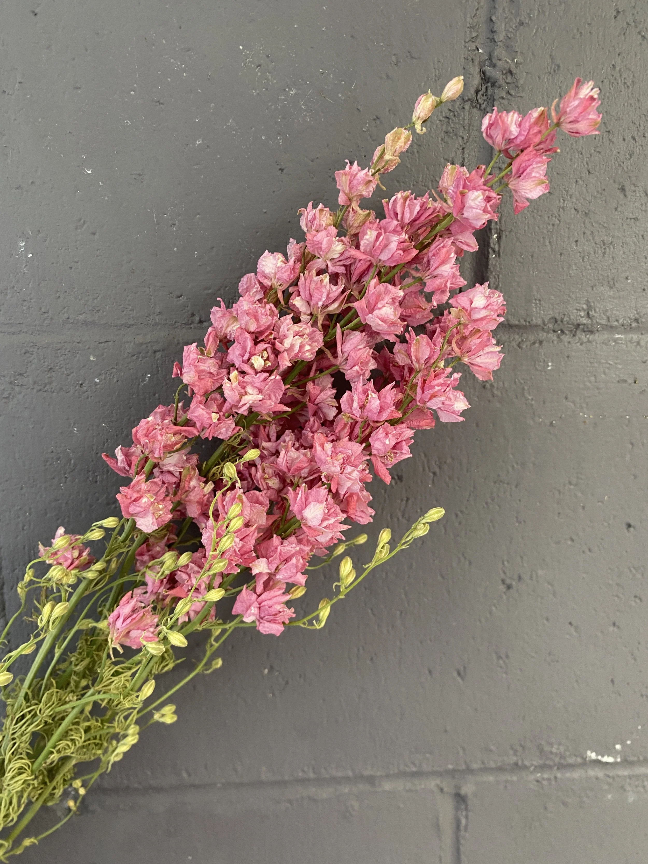Dried Larkspur Pink