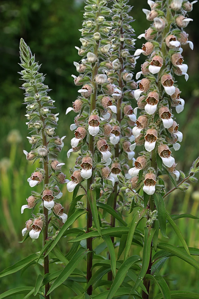 Digitalis lanata Café Crème