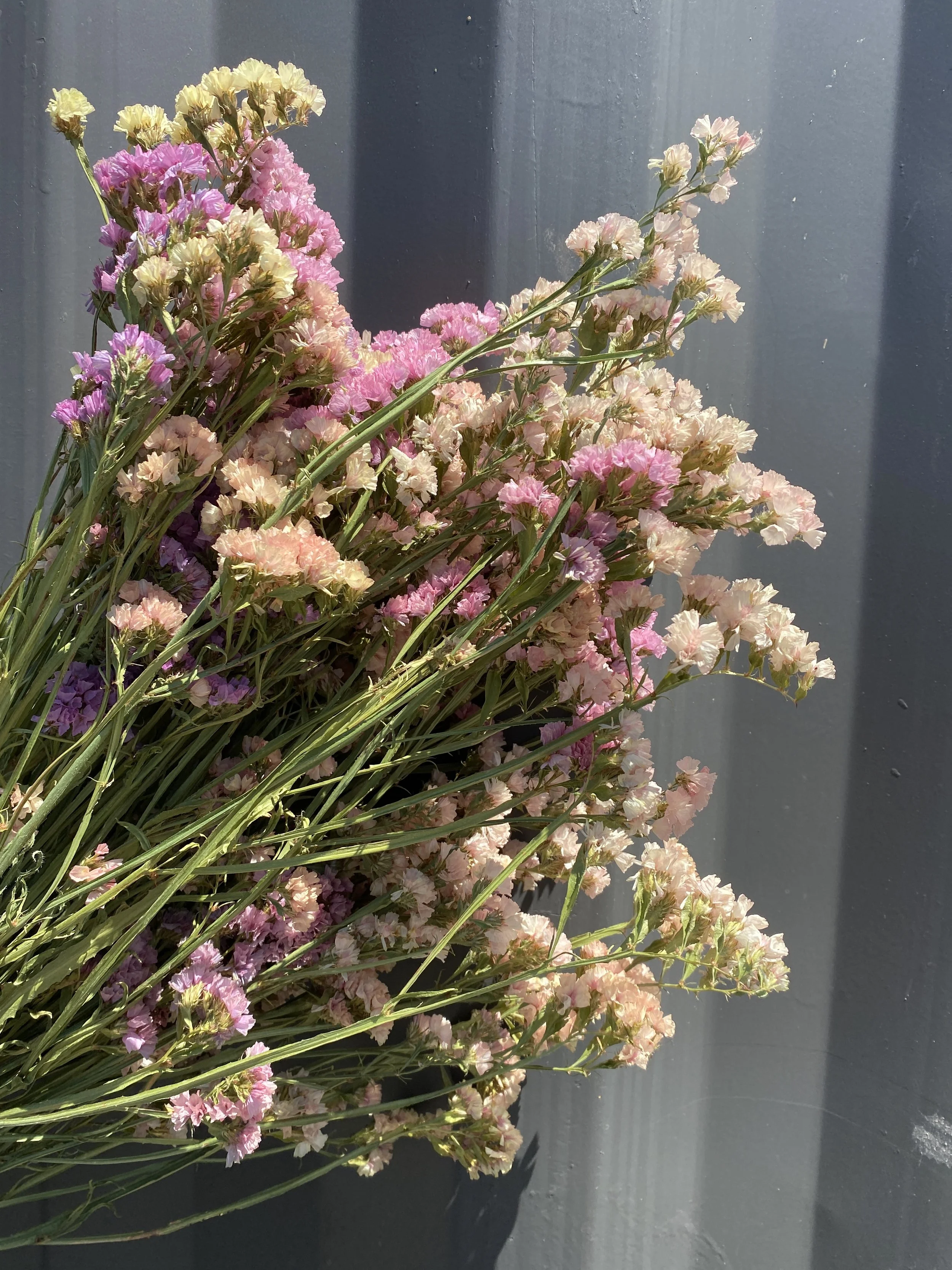 Dried Statice - Apricot