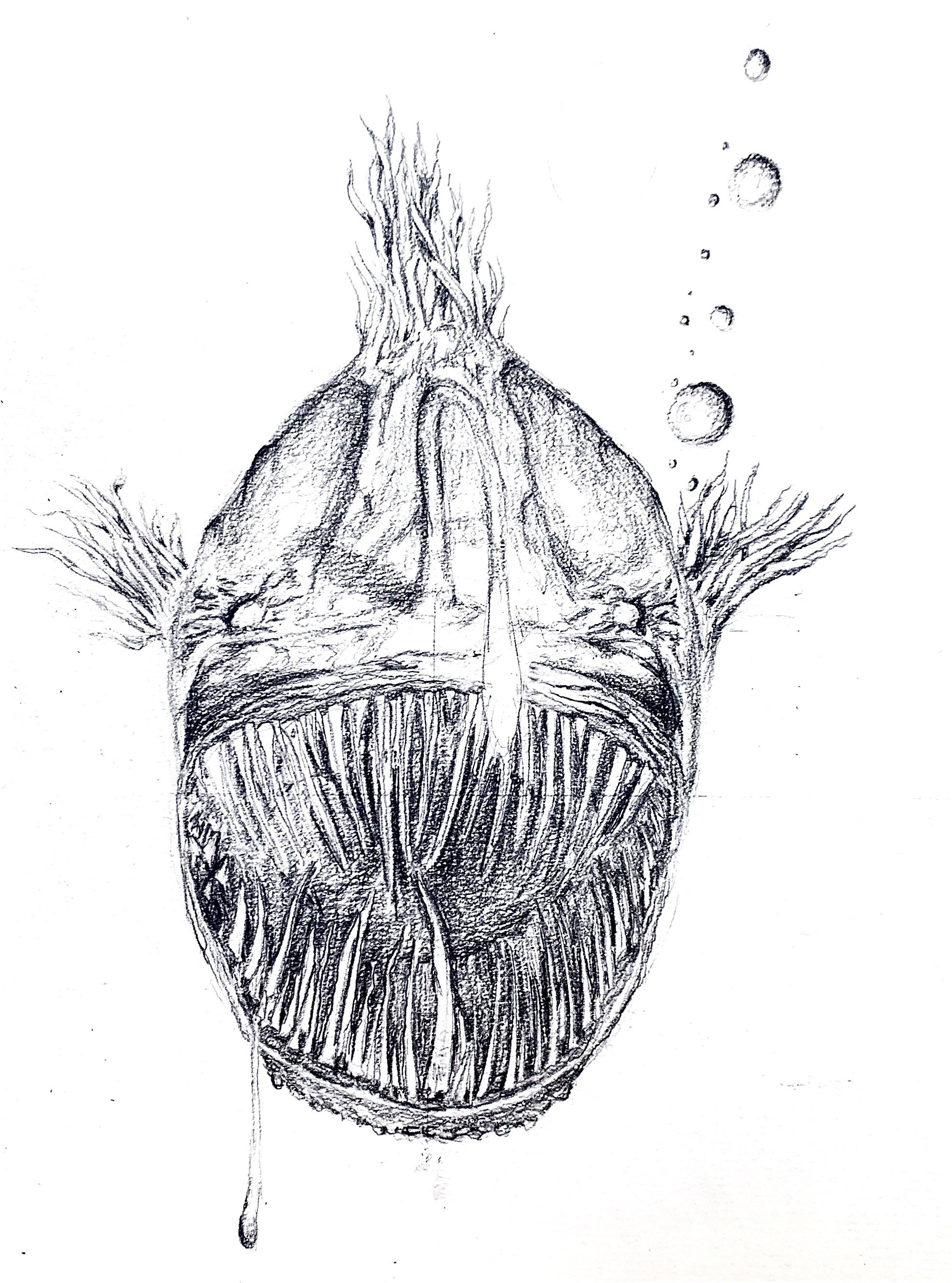 anglerfish copy.jpeg