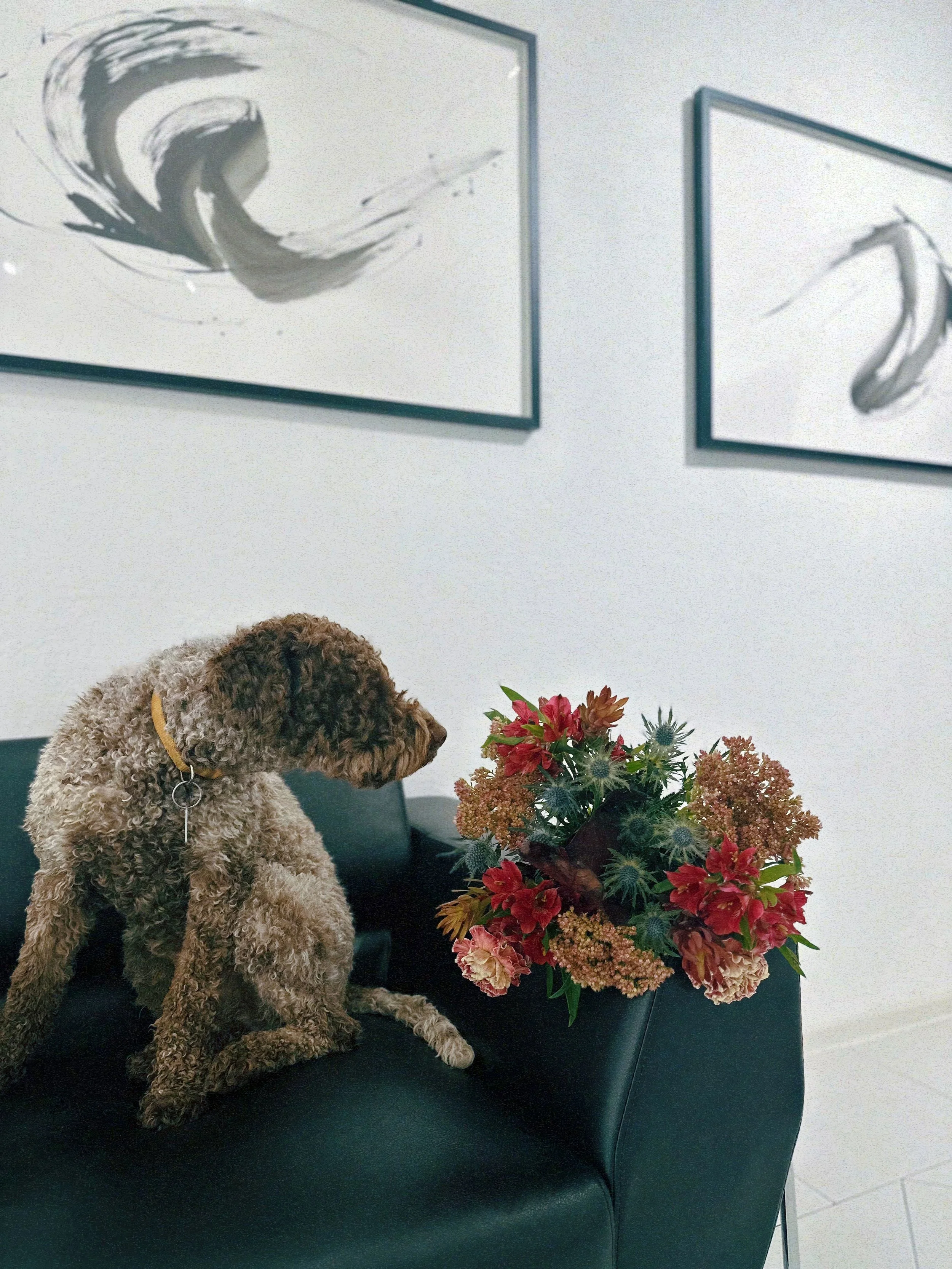 A curly brown dog sitting on a black sofa next to a colorful bouquet of flowers, with abstract black and white paintings hanging on a white wall behind.
