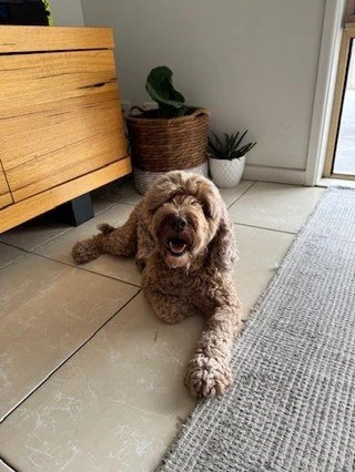 A moment for our furry friends 🐶

The Dogs of Mainstay are small in size but have big hearts! They're fluffy, quirky, full of energy, and definitely lazy at times.

Enjoy a montage of our pups (Brodie, Kylo, Joey, and Renly) posing for pics 📸